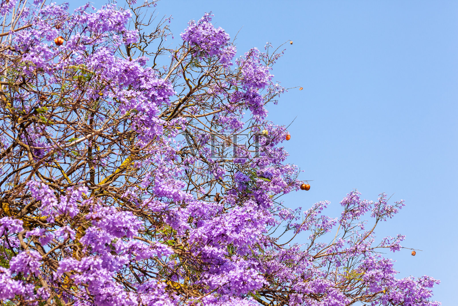 紫色蓝花楹照片摄影图片