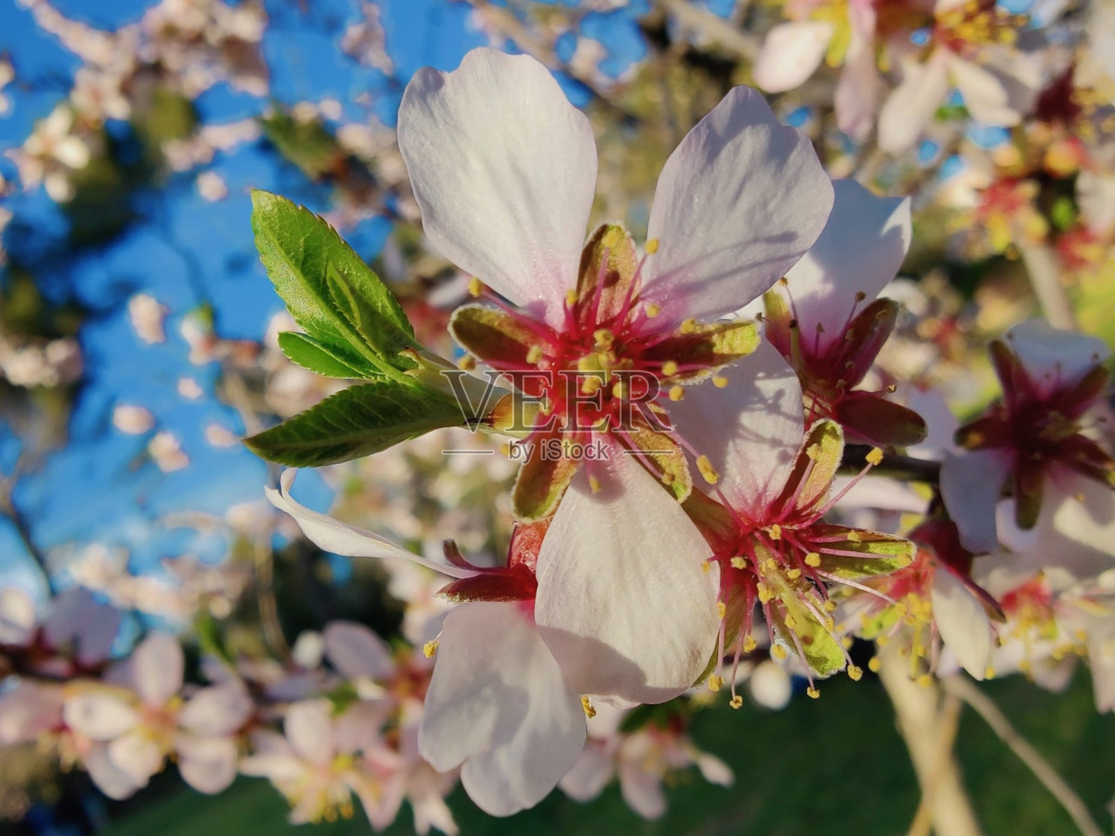 杏花照片摄影图片