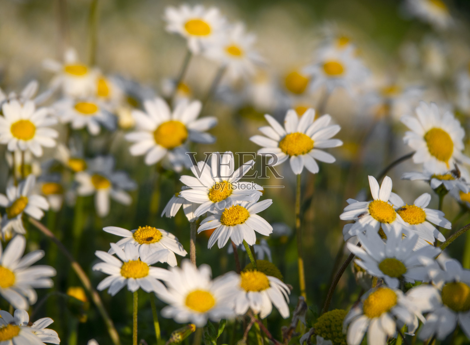 美丽的药店洋甘菊在一个阳光灿烂的日子,希腊的一片空地上照片摄影图片