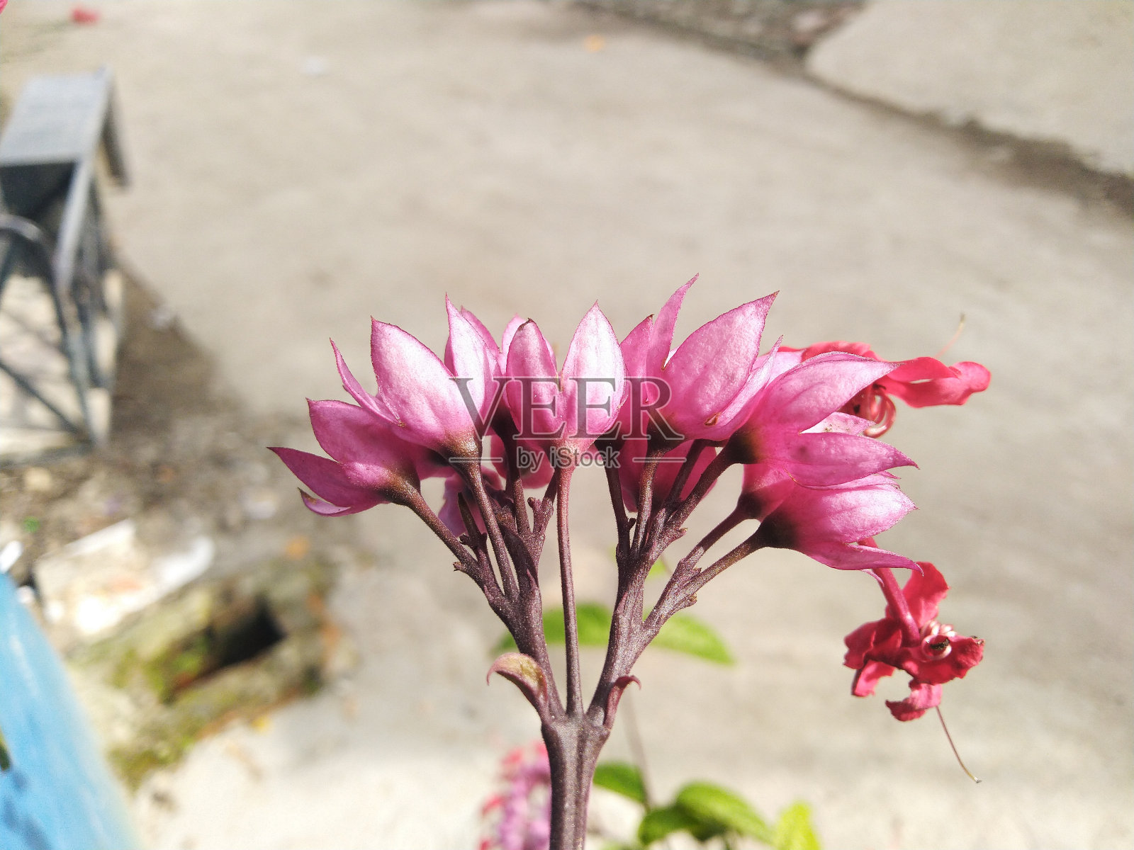 粉红色的花朵将继续盛开照片摄影图片