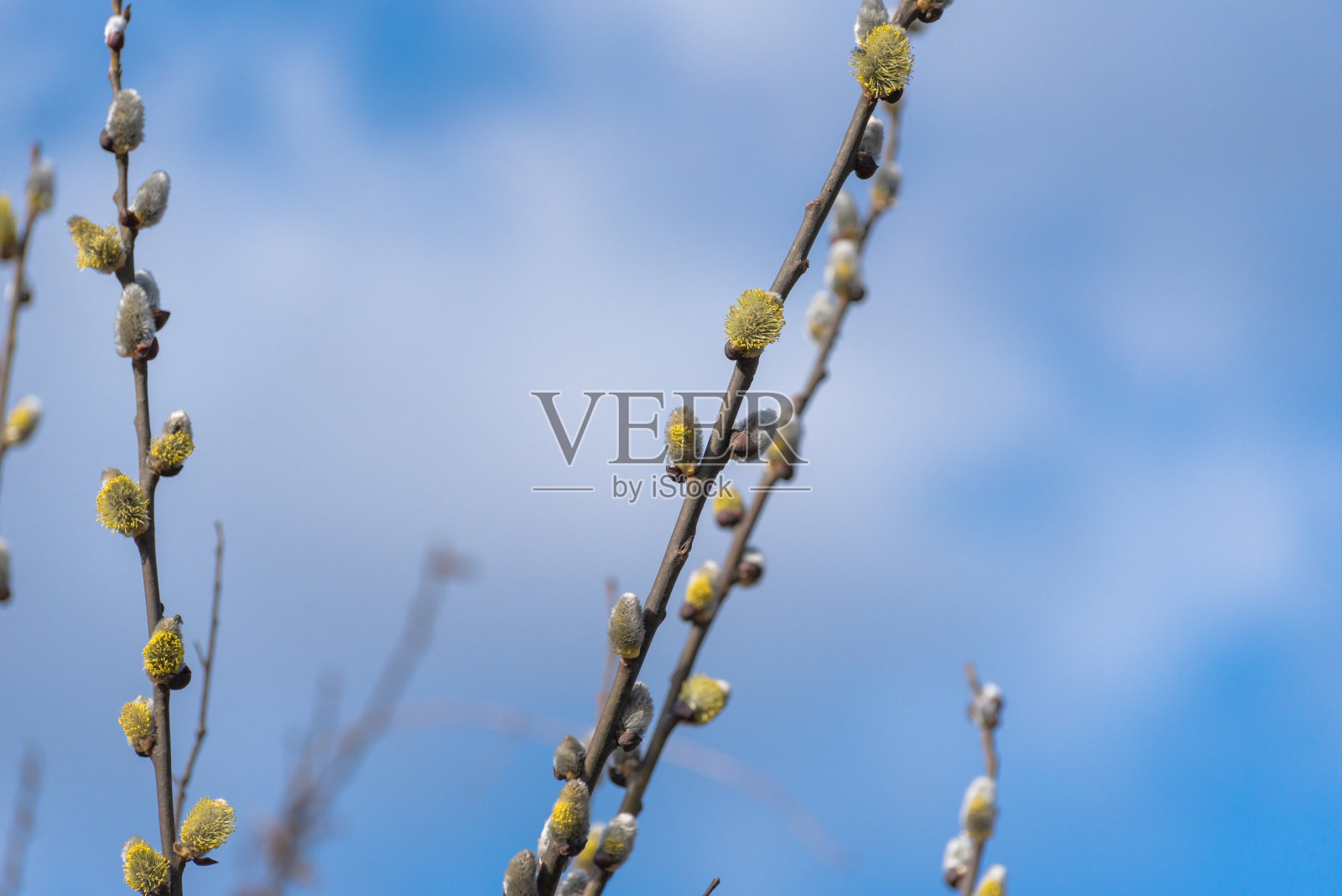 山林中萌芽的树枝照片摄影图片