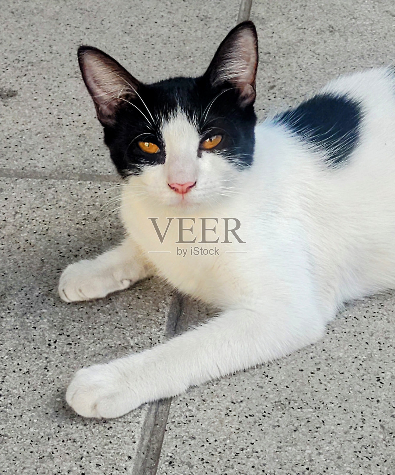 琥珀色眼睛的小猫照片摄影图片