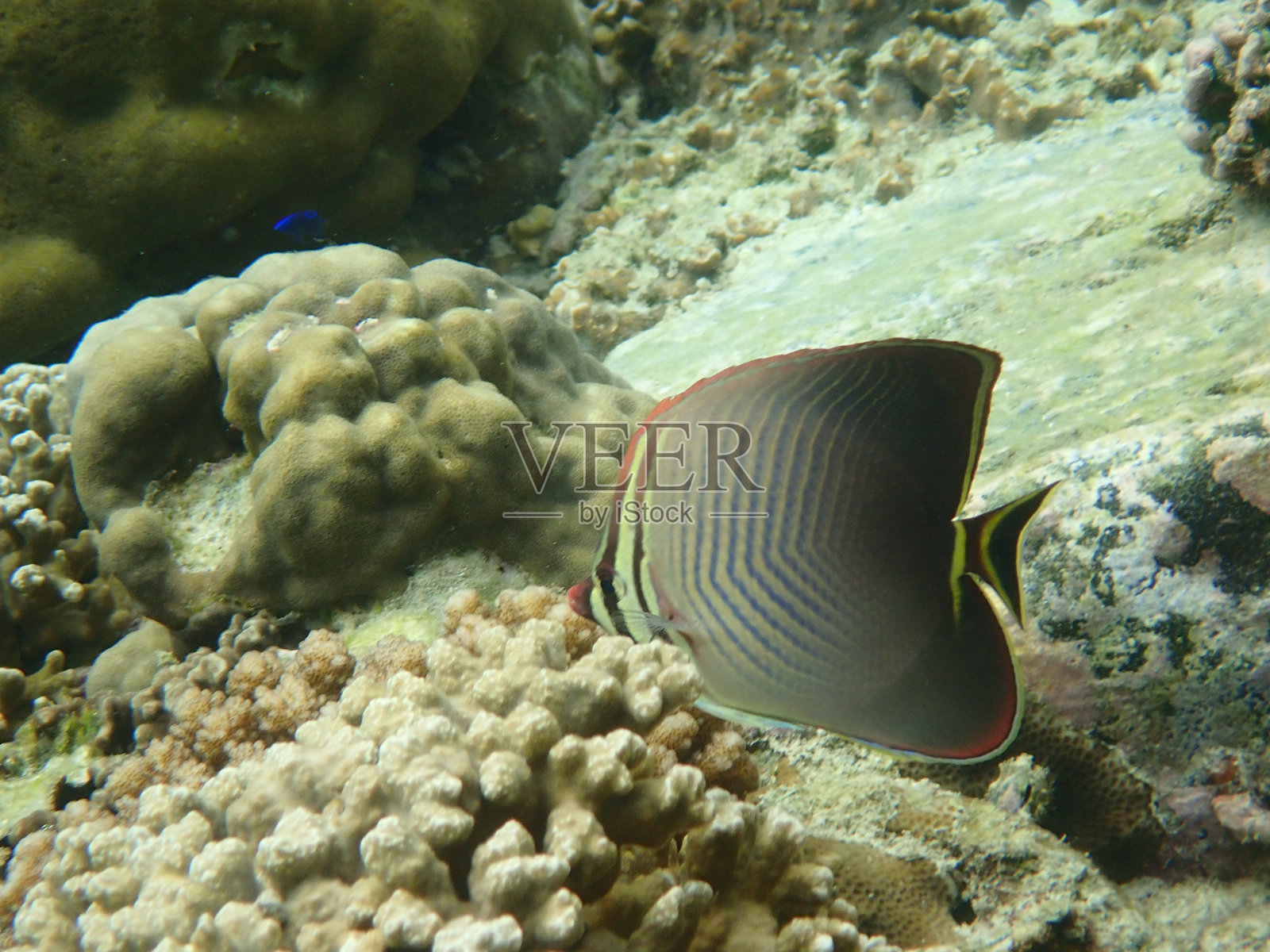 塔鲁陶海洋国家公园的鱼类照片摄影图片