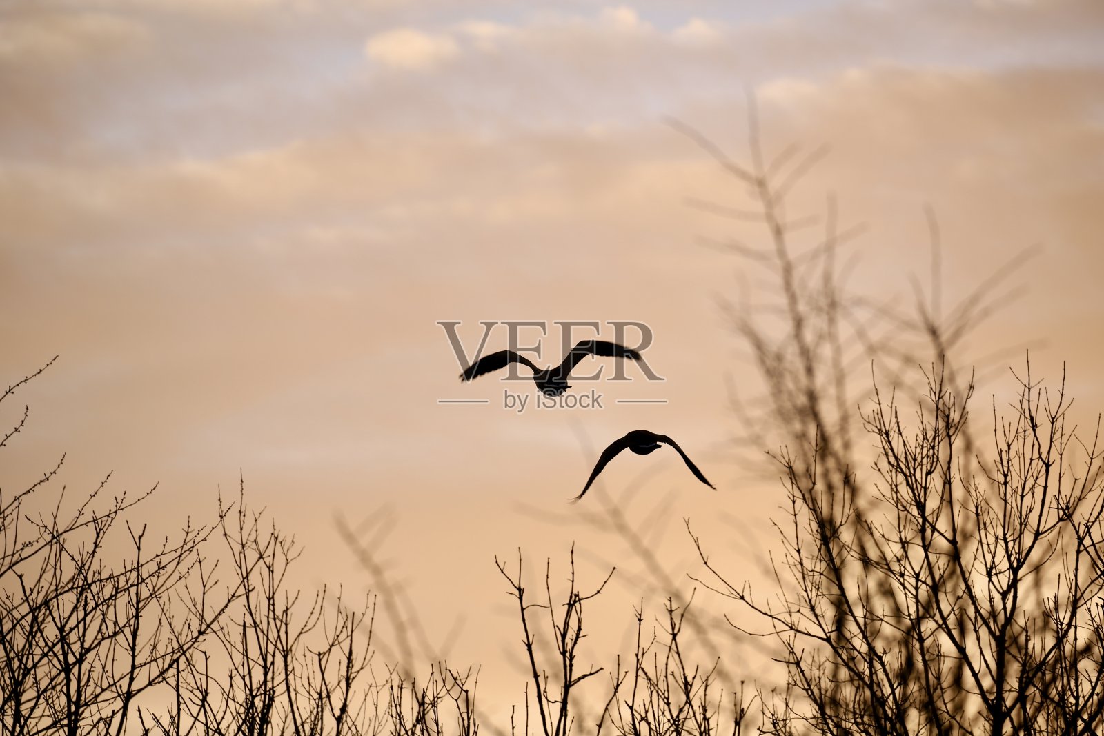 飞行中的鹅剪影照片摄影图片