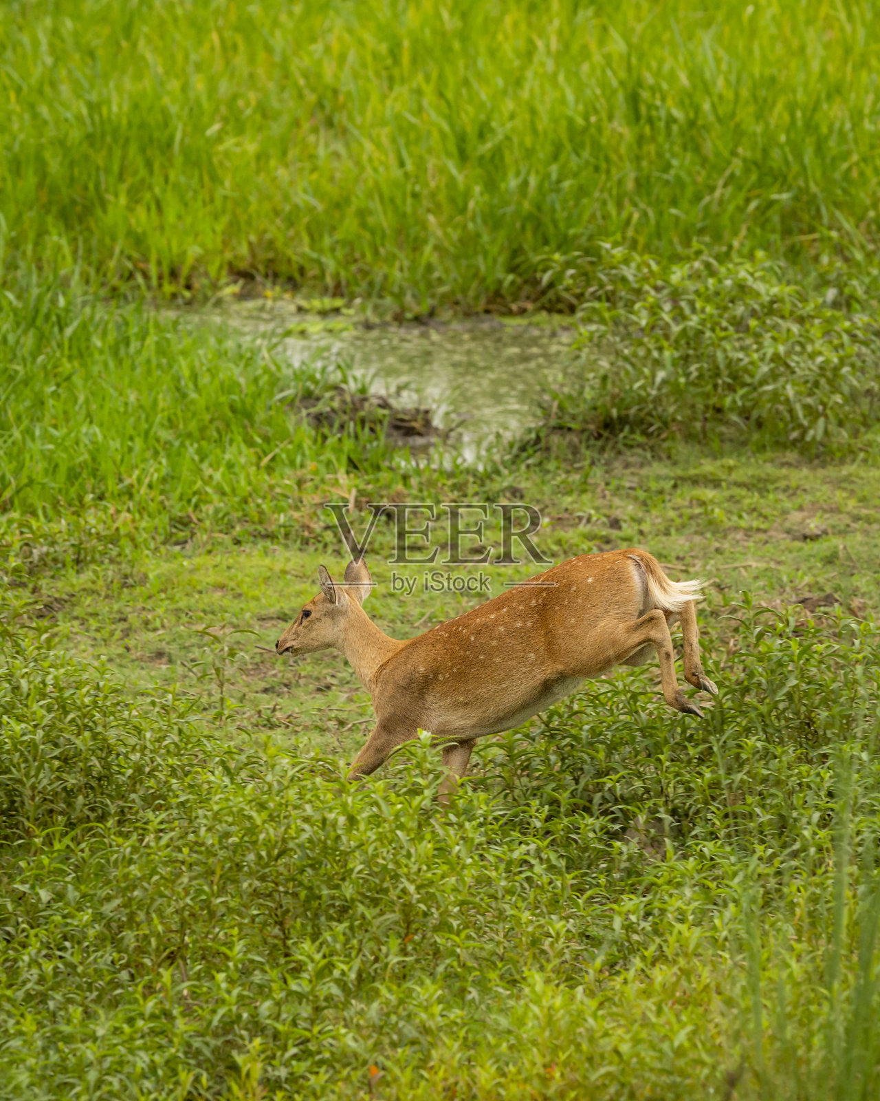 在印度亚洲北方邦的皮利比特国家公园森林老虎保护区,一种难以捉摸和脆弱的动物物种,在恐惧中奔跑和跳跃照片摄影图片