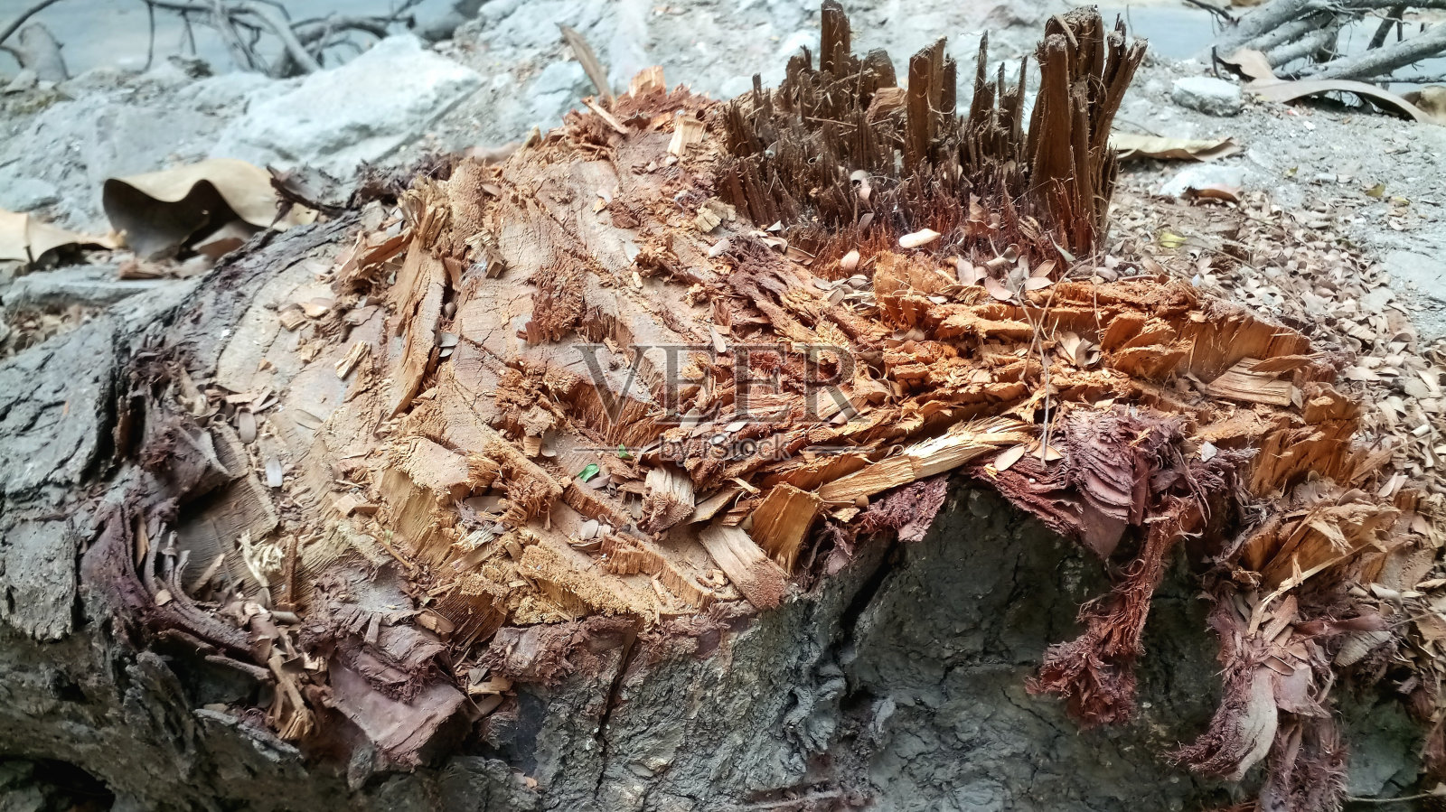 砍树根照片摄影图片