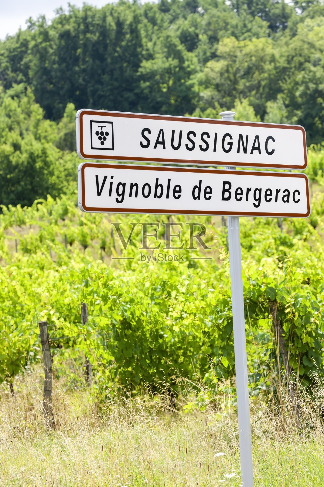 法国多尔多涅省贝尔热拉克地区的索西尼亚克葡萄园照片摄影图片