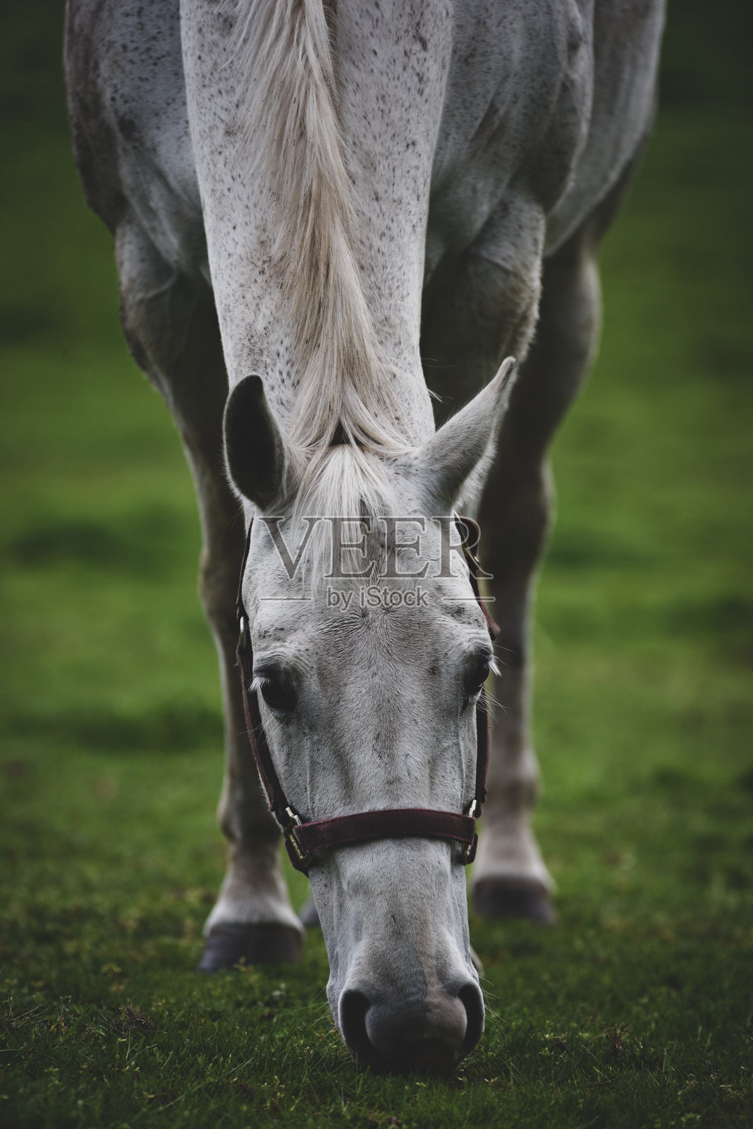 白马照片摄影图片