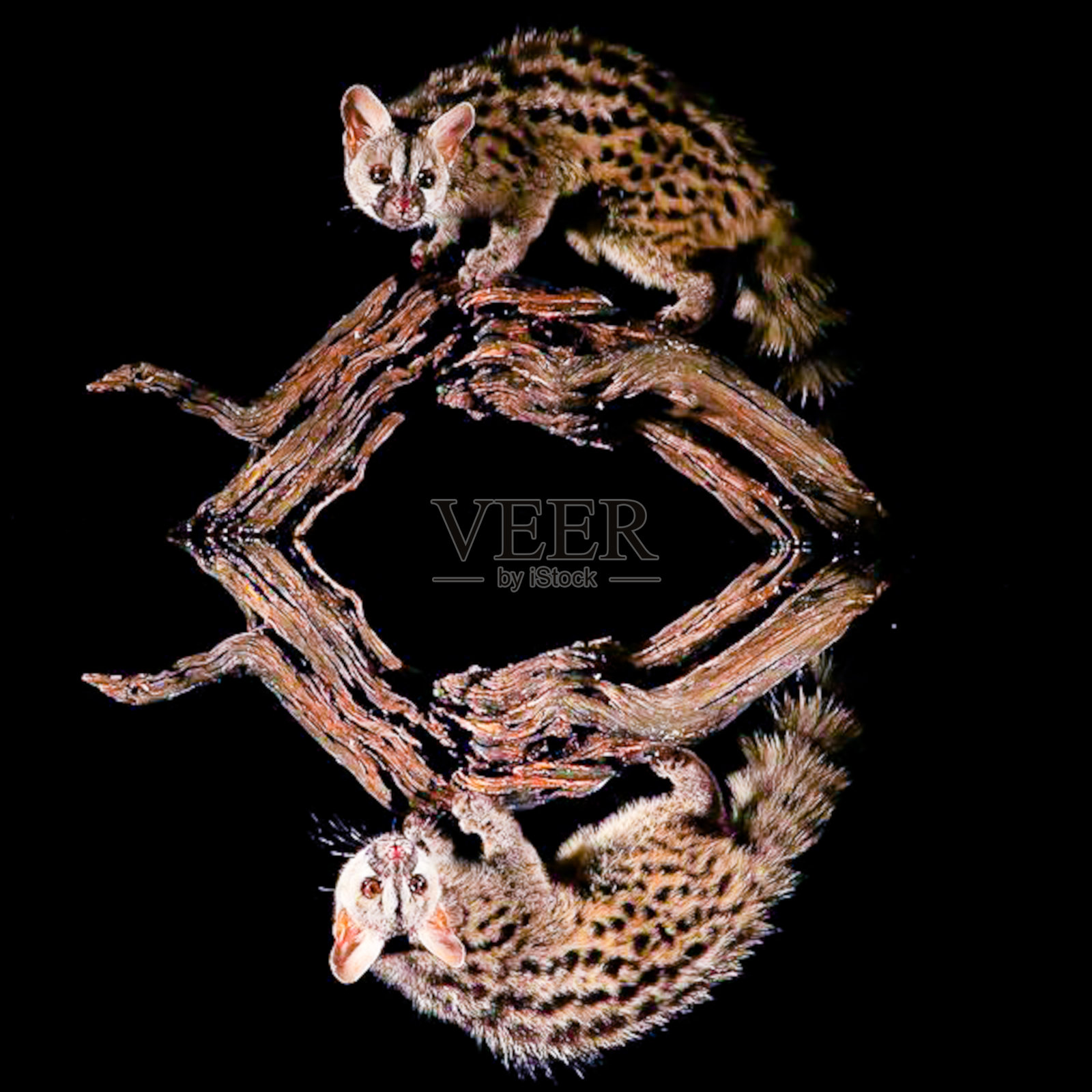 动物图像与黑色背景。黑色背景与动物形象。照片摄影图片