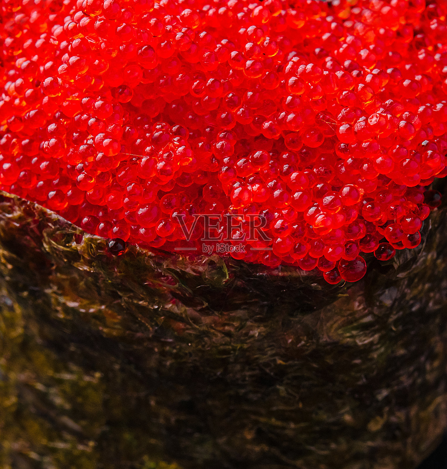 近距离观察鱼子酱照片摄影图片