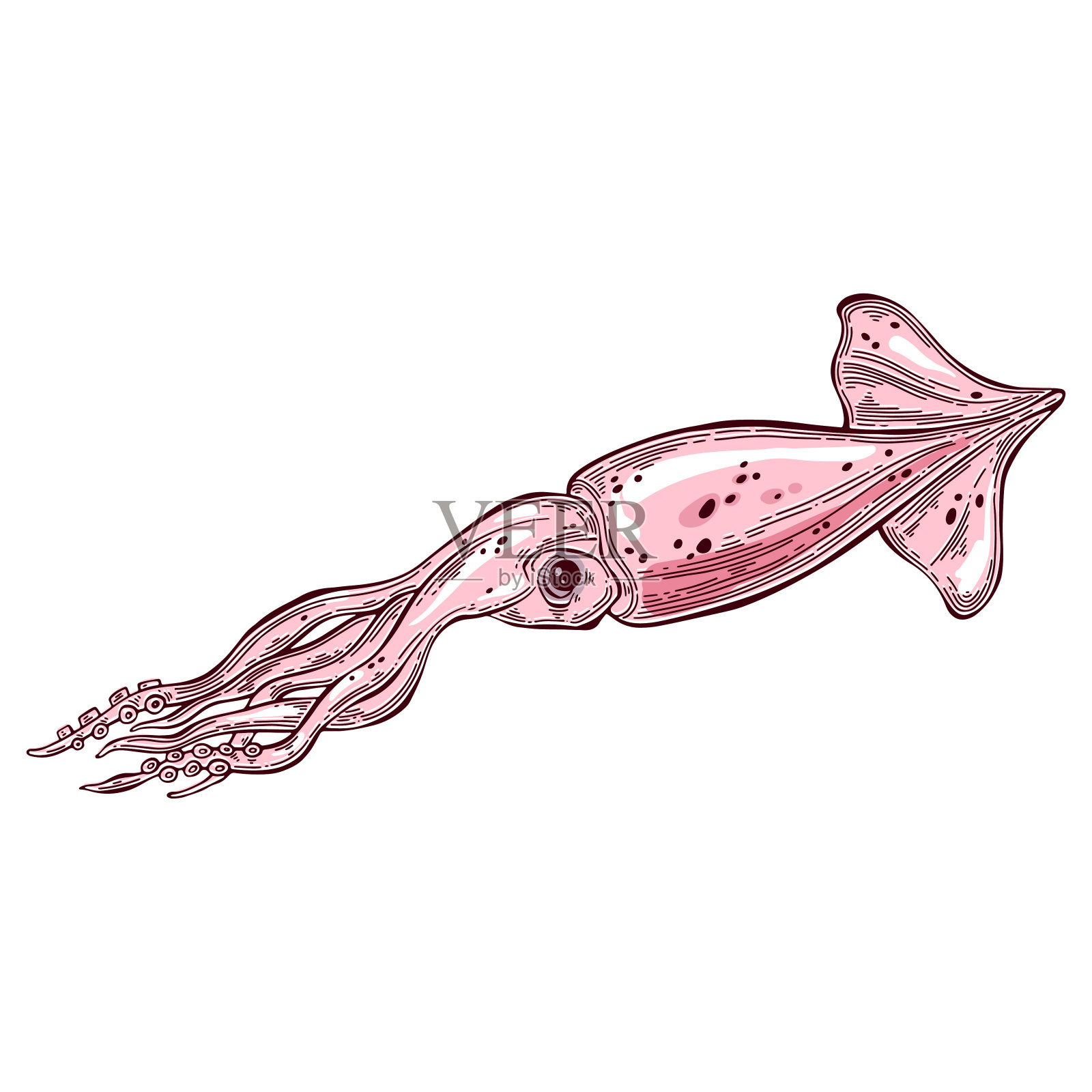 鱿鱼孤立在白色背景。矢量插图。完美的菜单装饰,邀请,卡片和作为设计元素。插画图片素材