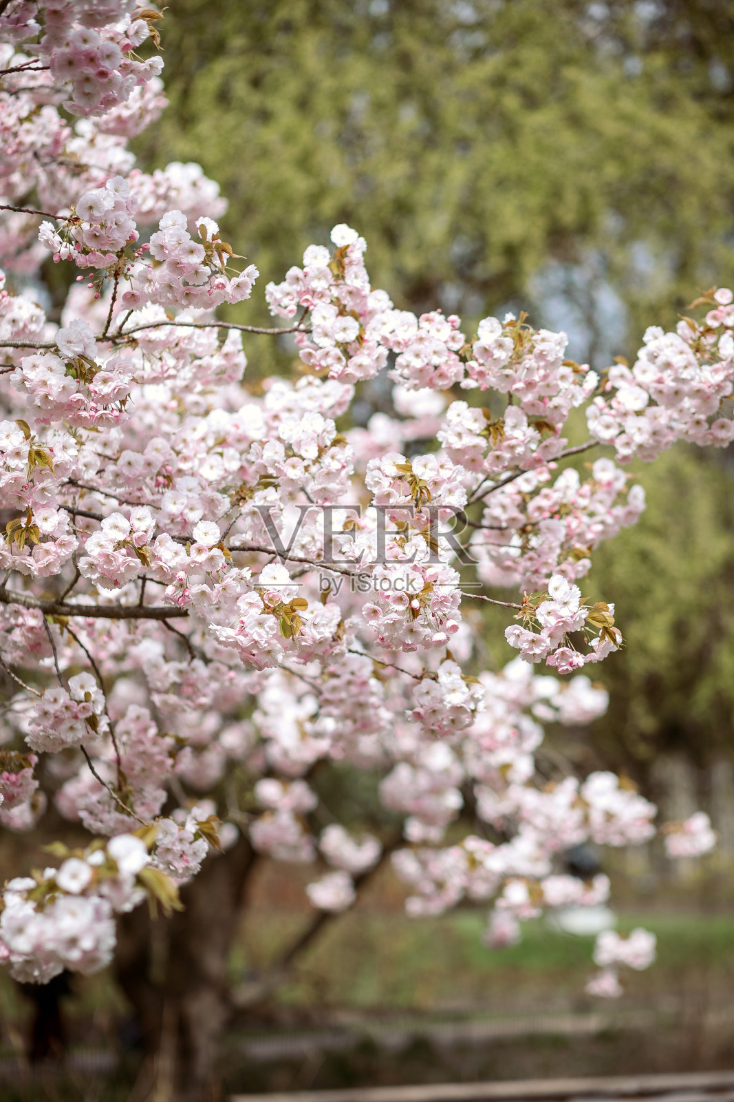 伦敦的春天照片摄影图片