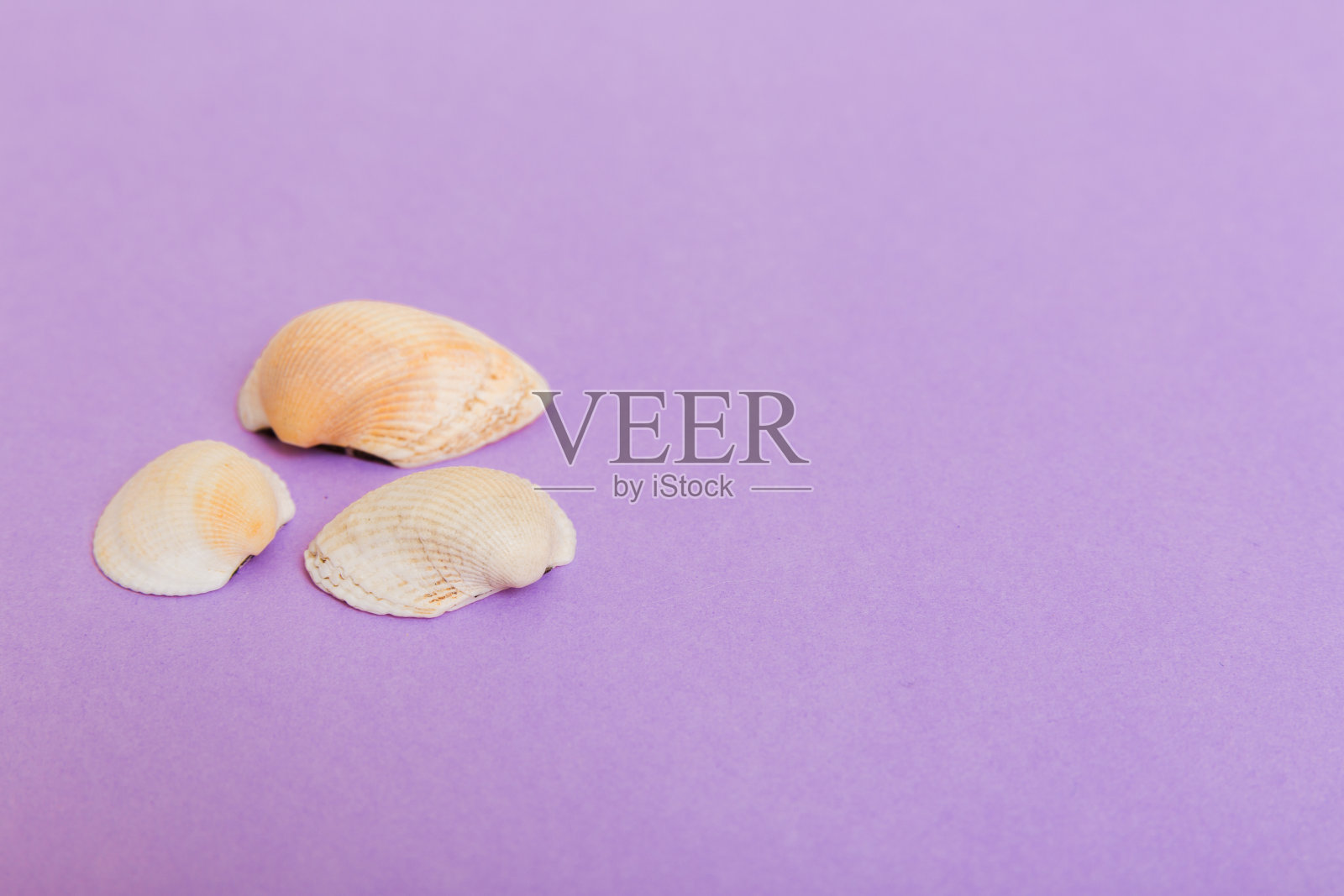 彩色背景上的海滩贝壳。模拟复制空间照片摄影图片