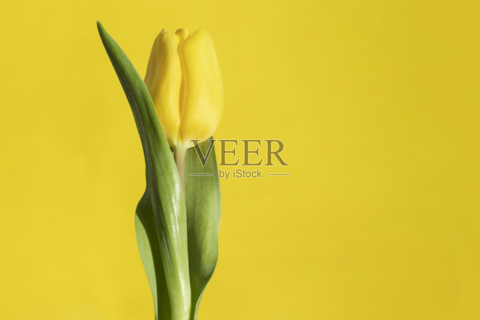 黄色背景上的花,文本复制空间。春季郁金香花构图在黄色郁金香背景明信片,邀请,生日,母亲节的顶部视图。黄色郁金香照片摄影图片