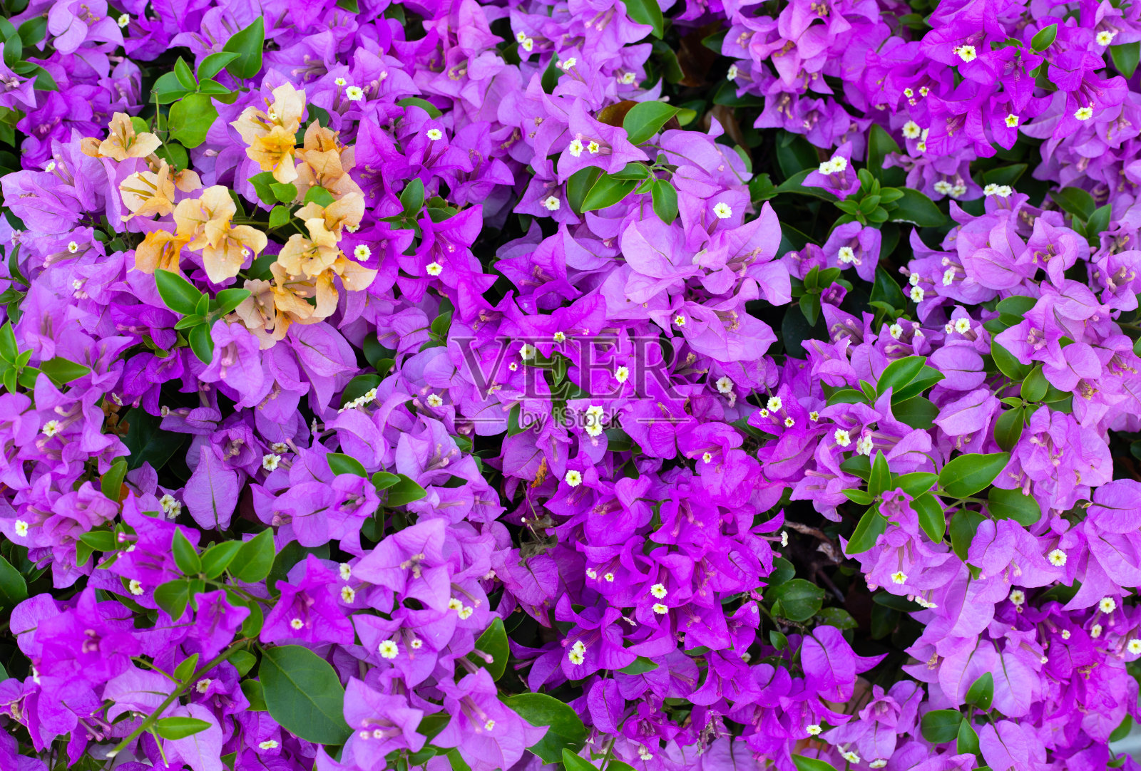 美丽的三角梅花和绿色的叶子照片摄影图片