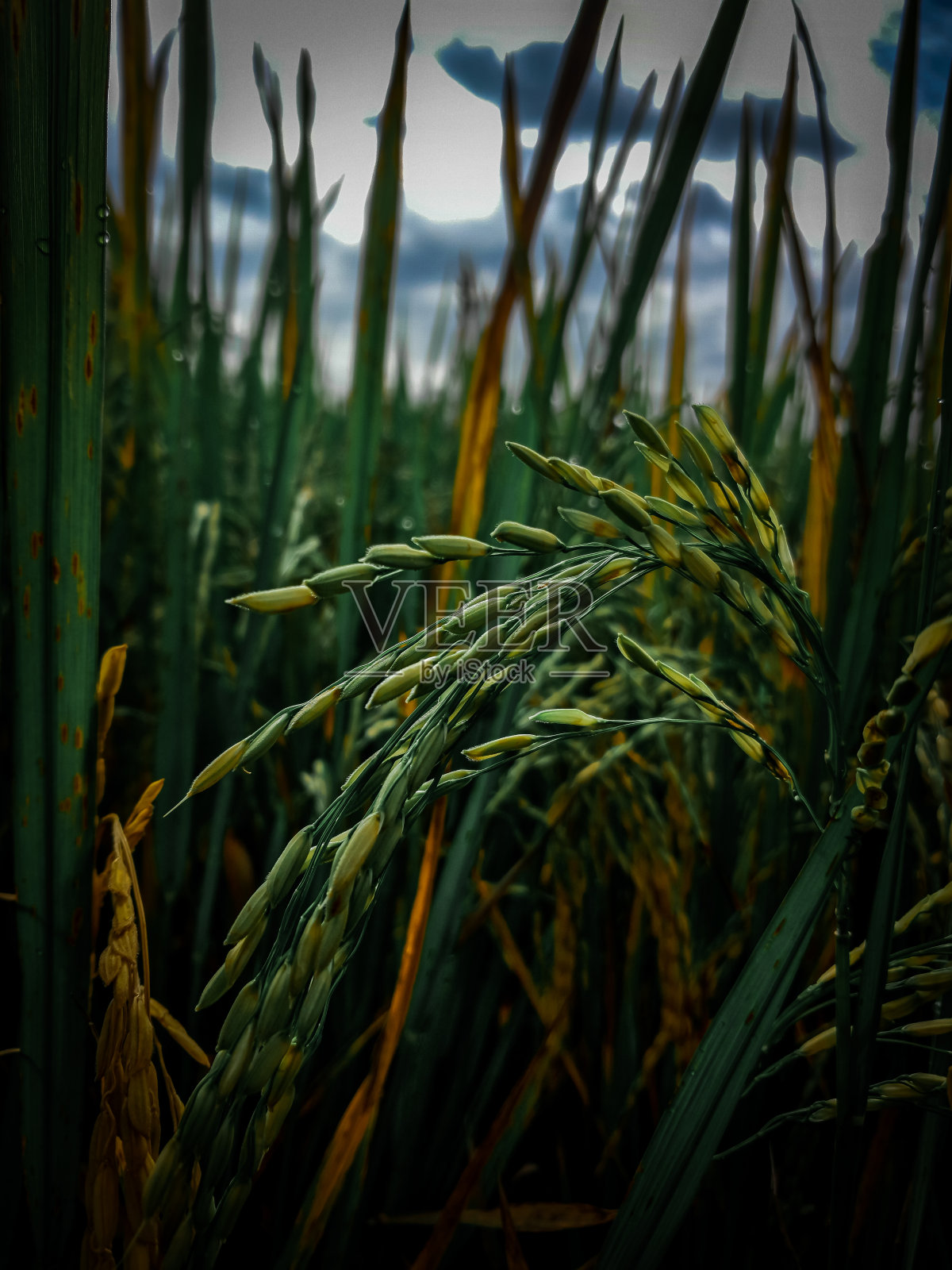 印度尼西亚的稻田照片摄影图片