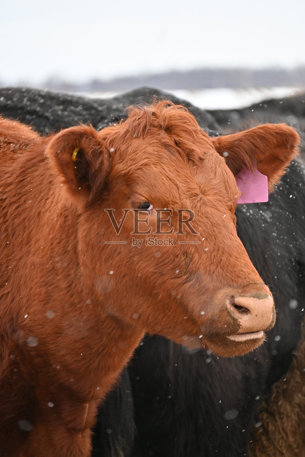 红牛肖像照片摄影图片