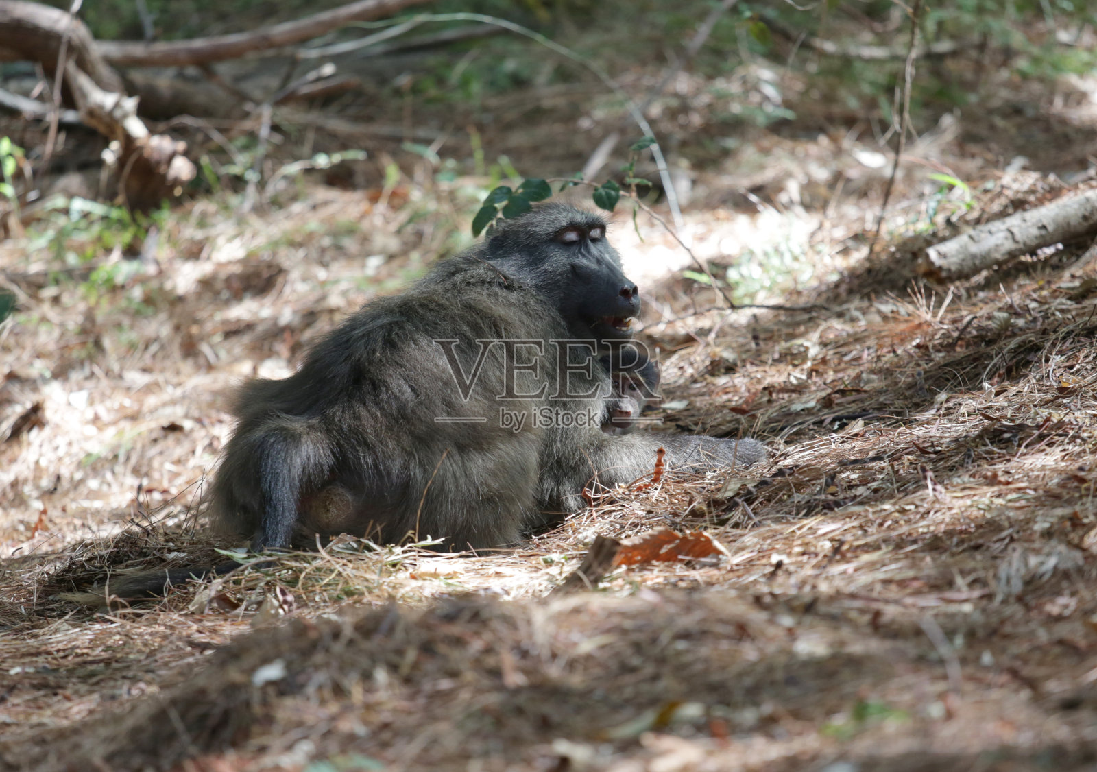 狒狒照片摄影图片