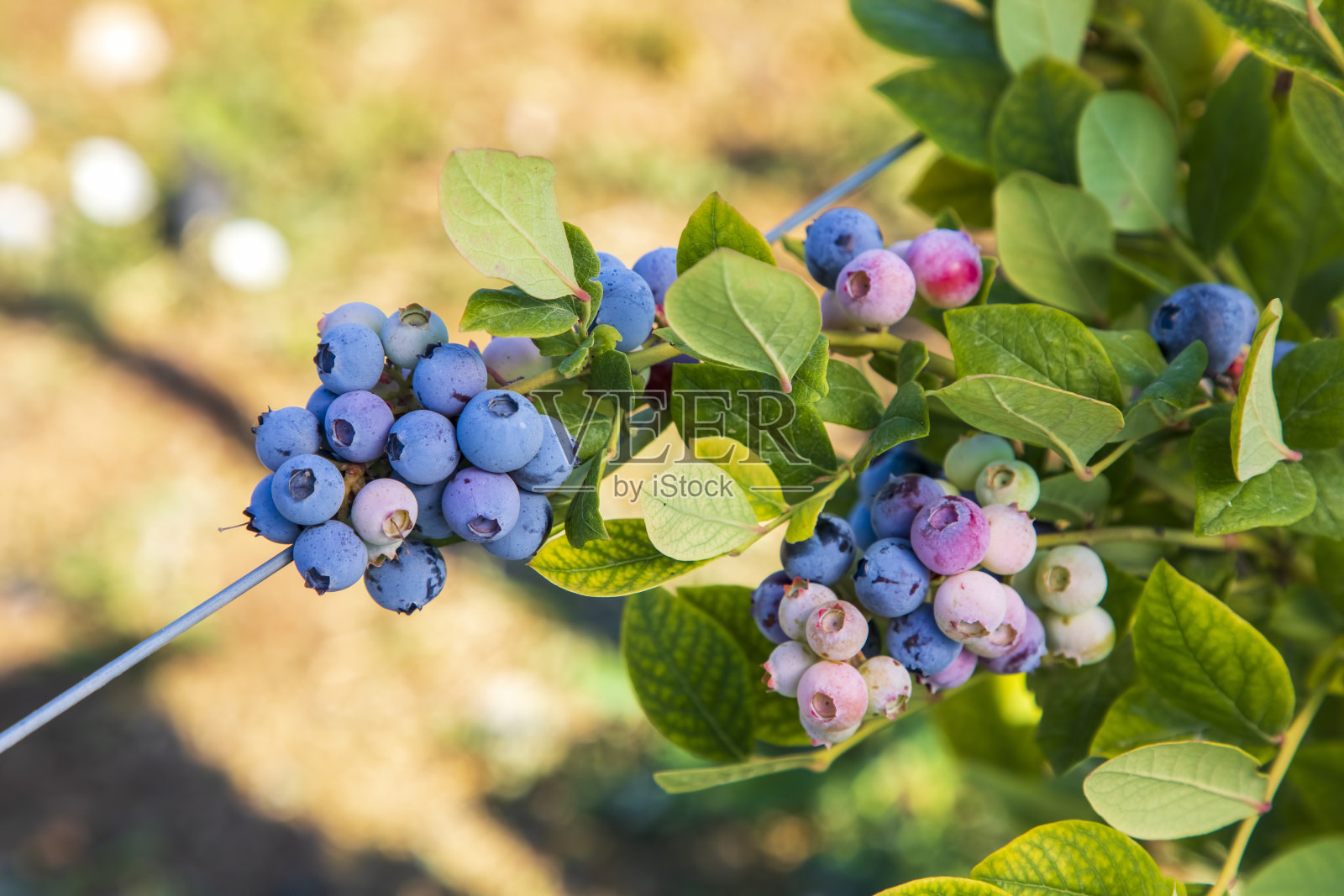 在土耳其伊兹密尔收获季节,蓝莓农场的树上挂着一串成熟的水果。蓝莓采摘历史。照片摄影图片