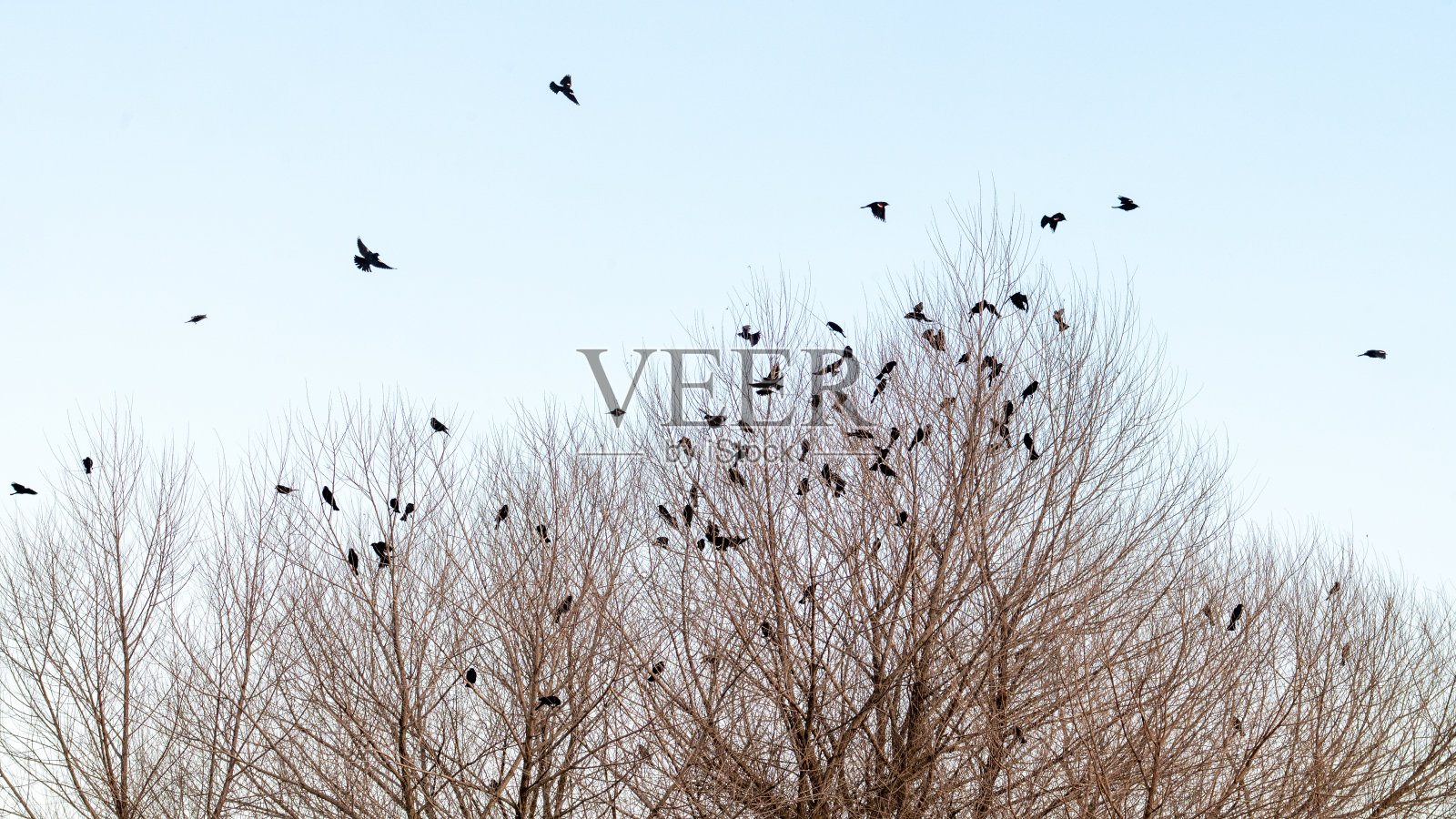 黑鸟照片摄影图片