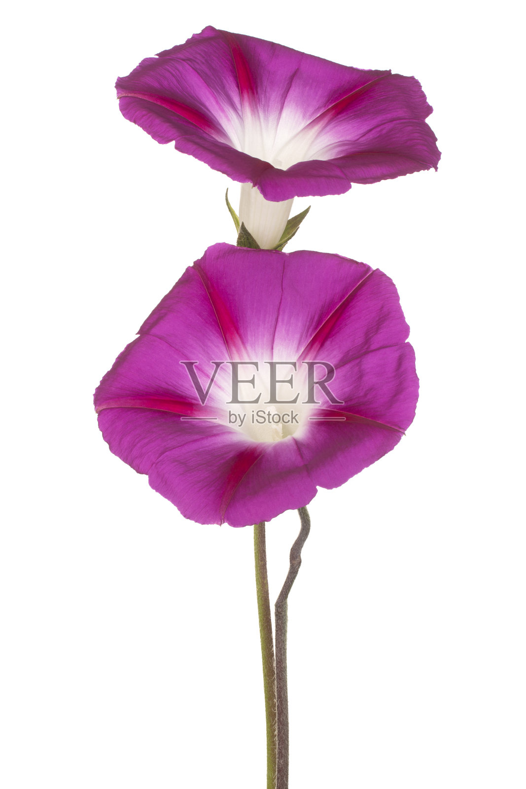 伊波梅花照片摄影图片