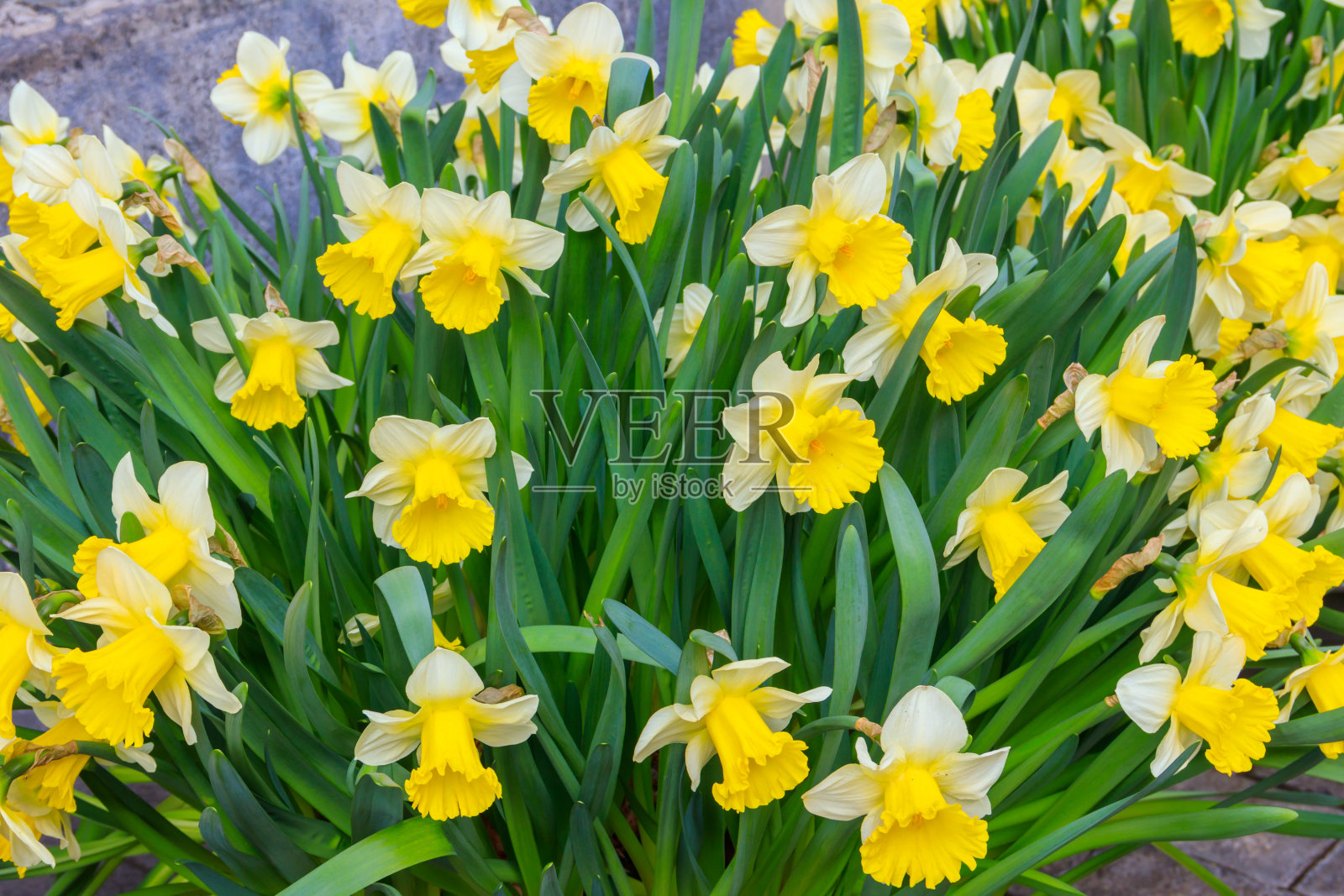 花园里的水仙花。花坛上美丽的水仙照片摄影图片