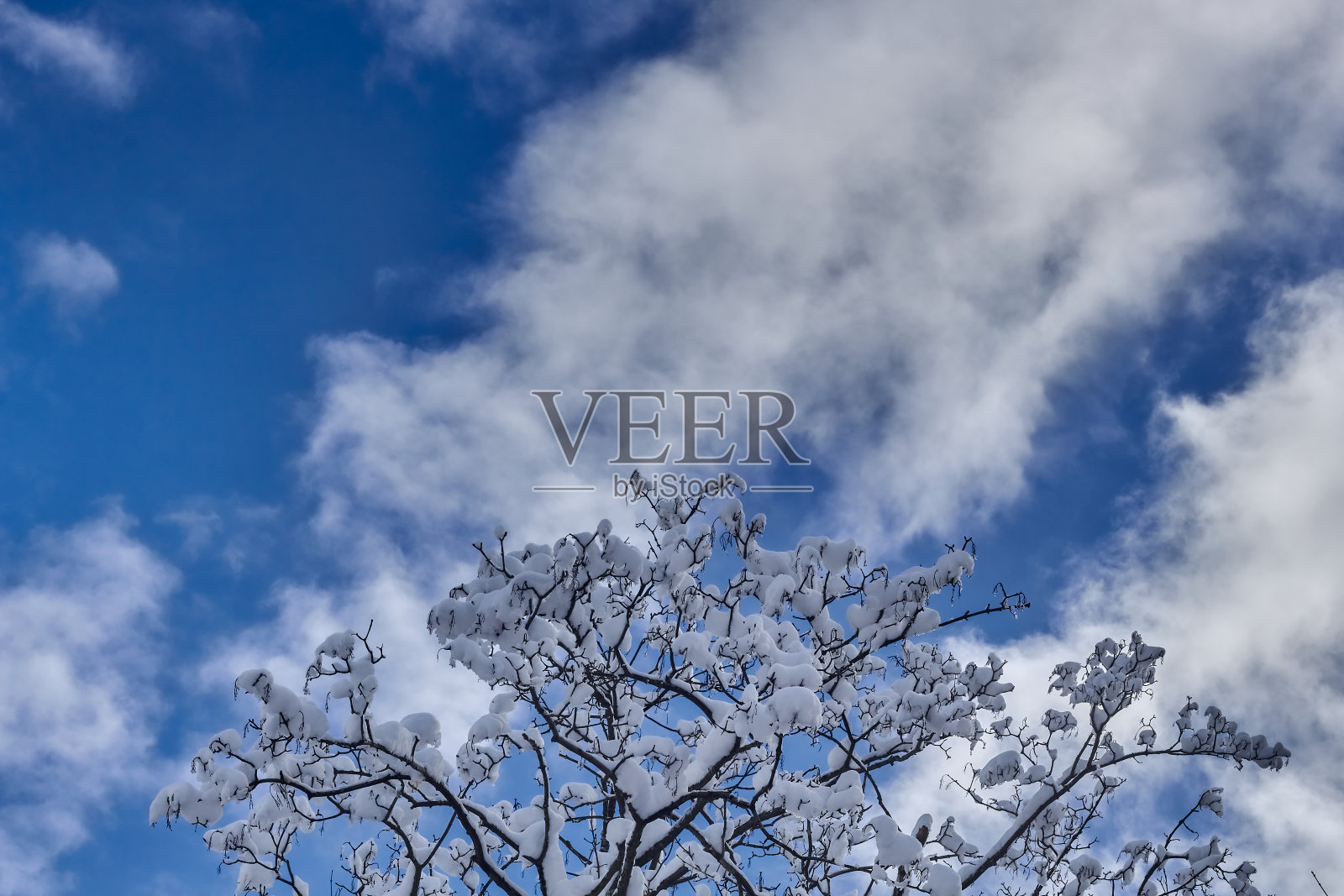 雪中树枝的风景。蓝天背景。美丽的背景树枝在雪。照片摄影图片