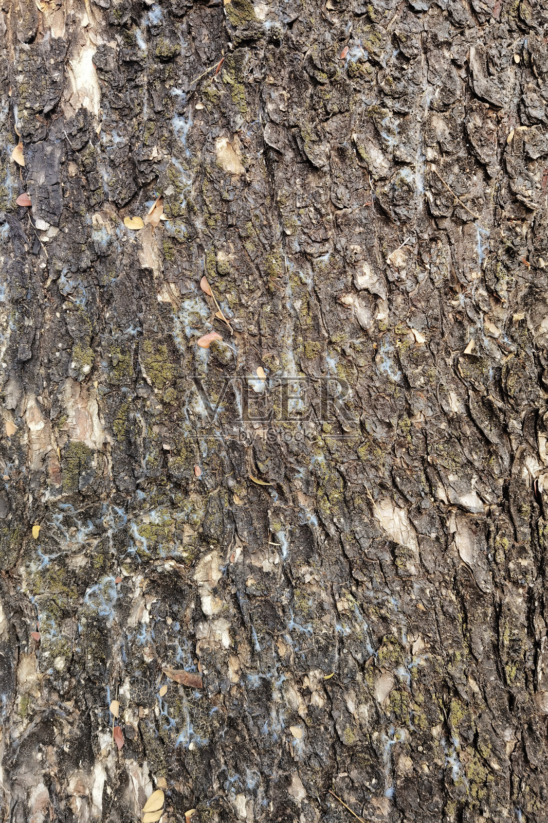 近距离的树皮纹理照片摄影图片