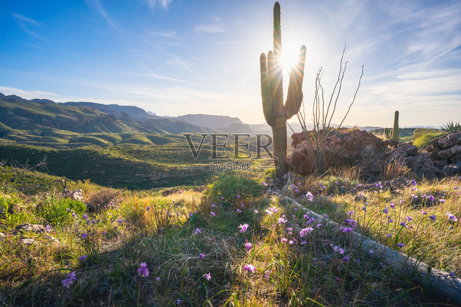 亚利桑那州通托国家森林中阿帕奇小径附近的荒野照片摄影图片