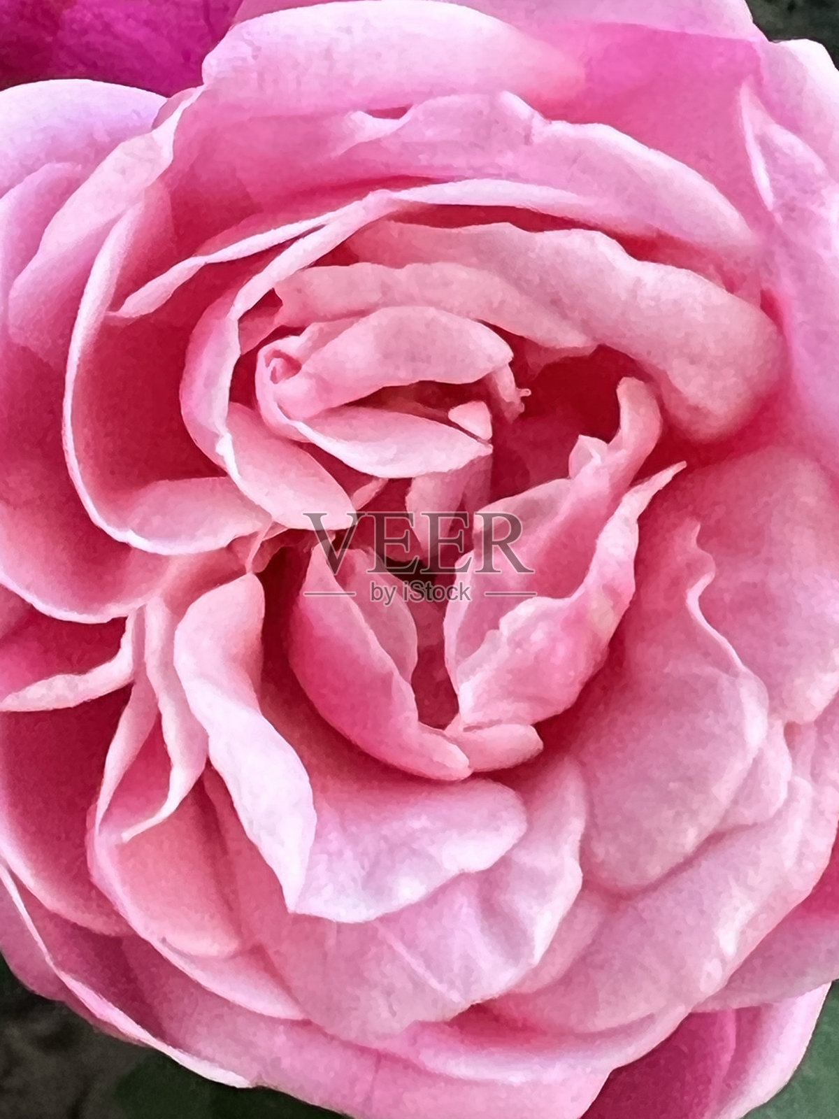 近距离的玫瑰照片摄影图片