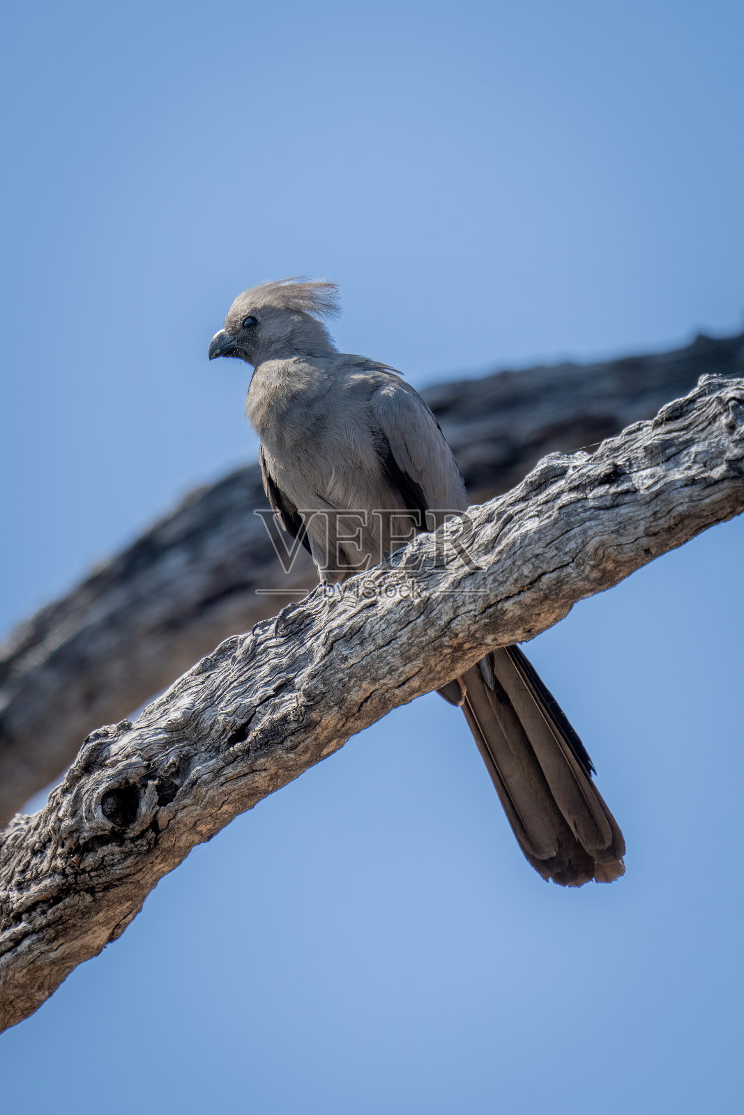 灰色的小鸟在阳光下的枯枝上照片摄影图片