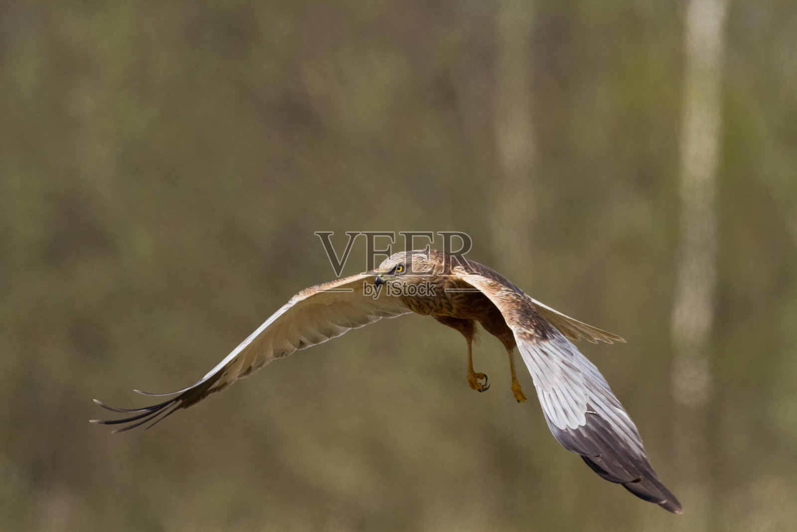 飞禽猛禽沼泽鹞马戏团铜绿,狩猎时间波兰欧洲照片摄影图片