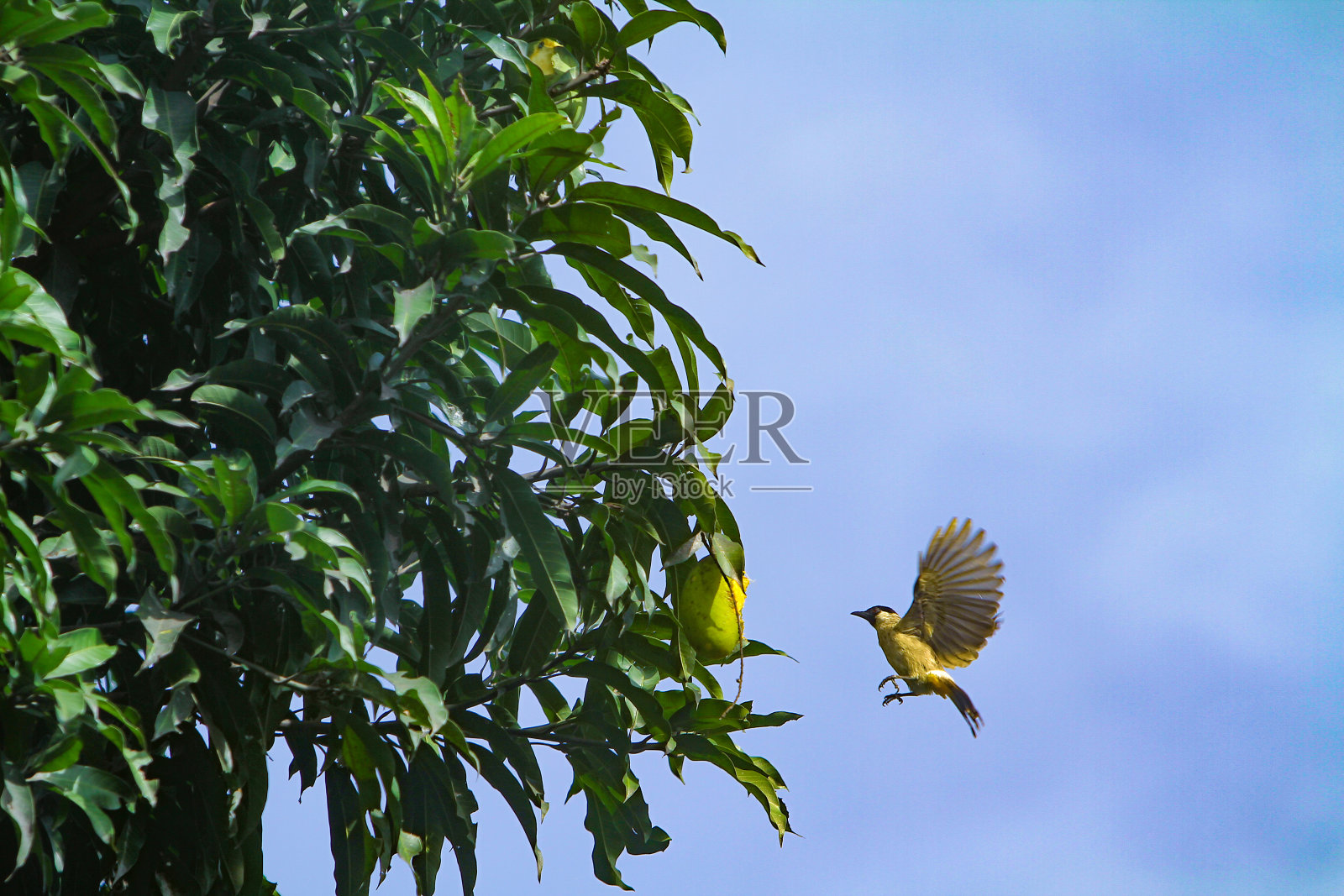 飞行照片摄影图片