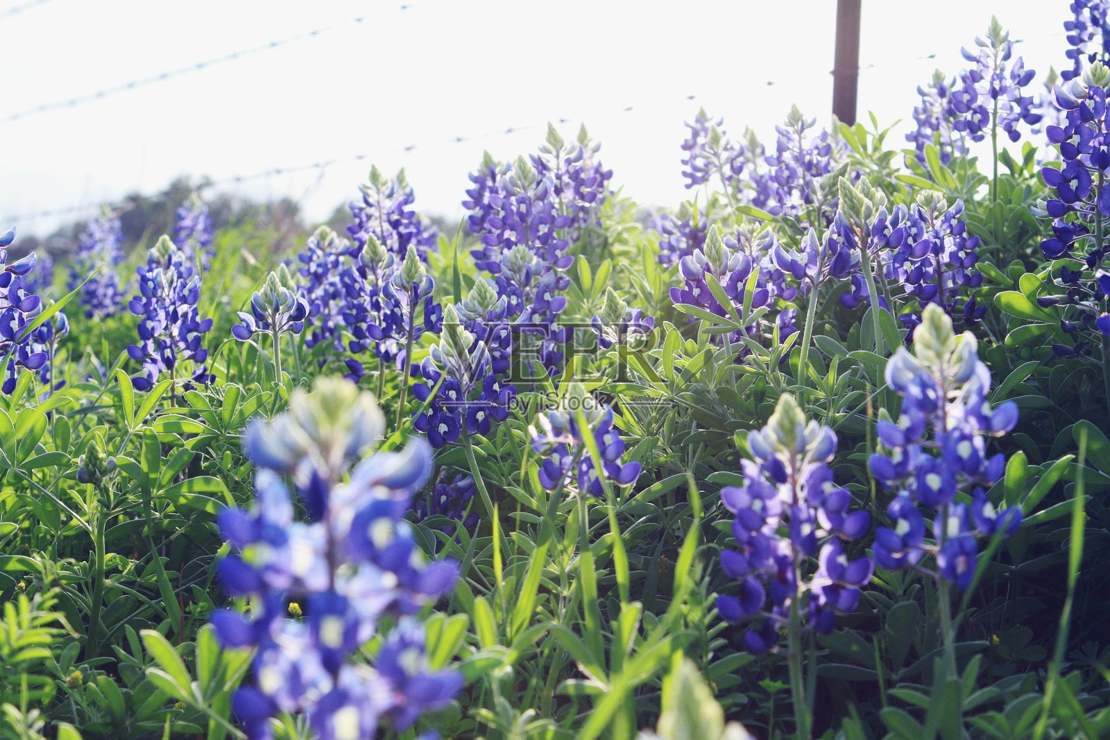 背光德州矢车菊对带刺铁丝网线照片摄影图片