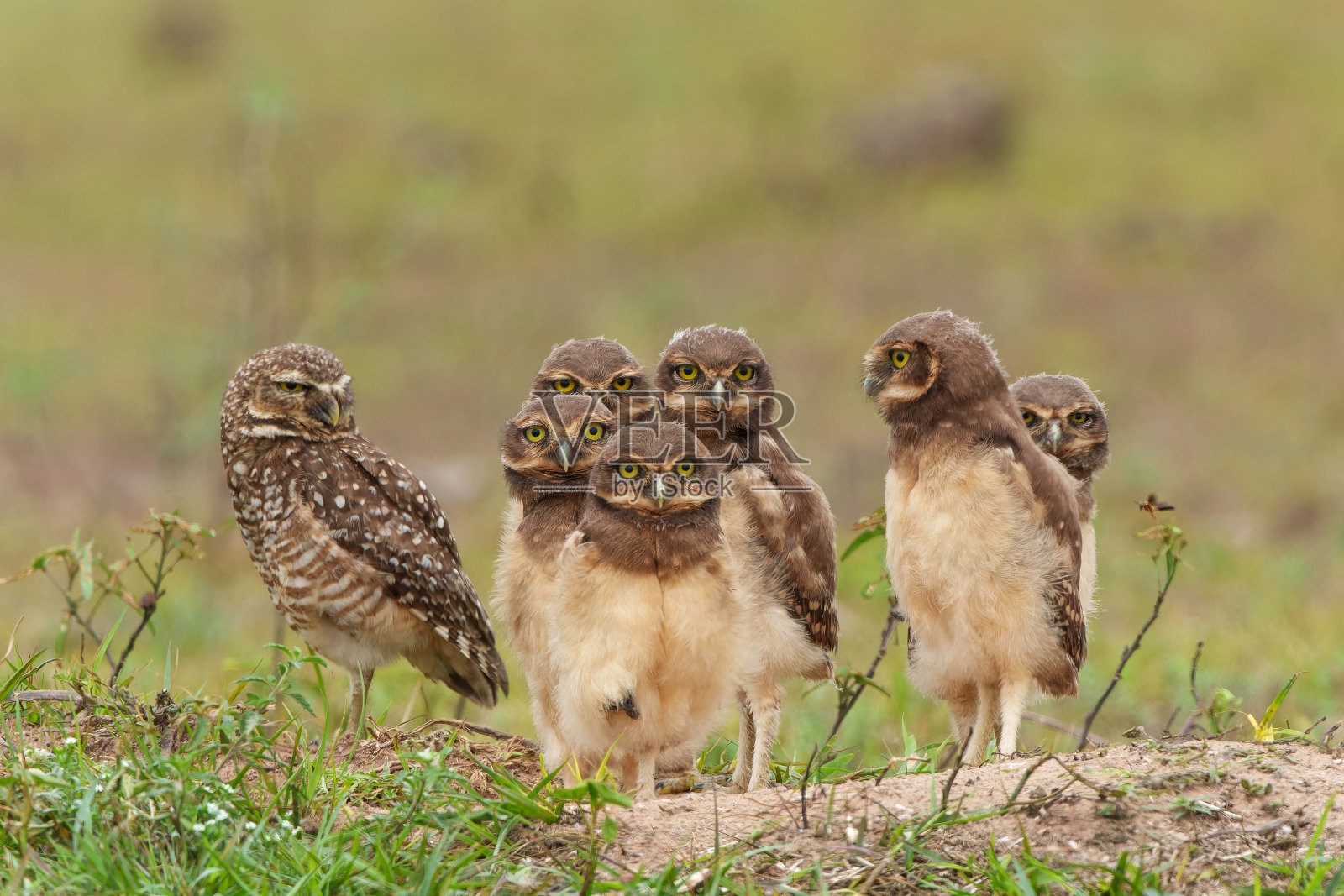 巴西潘塔纳尔北部的穴居猫头鹰照片摄影图片