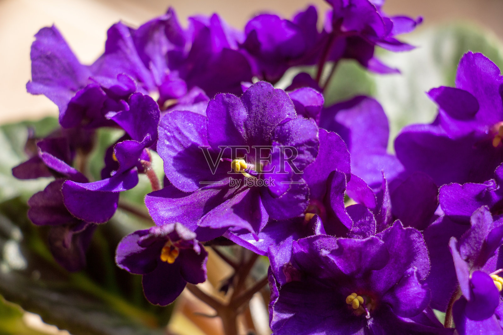 花盆里的非洲紫罗兰,微距图像照片摄影图片