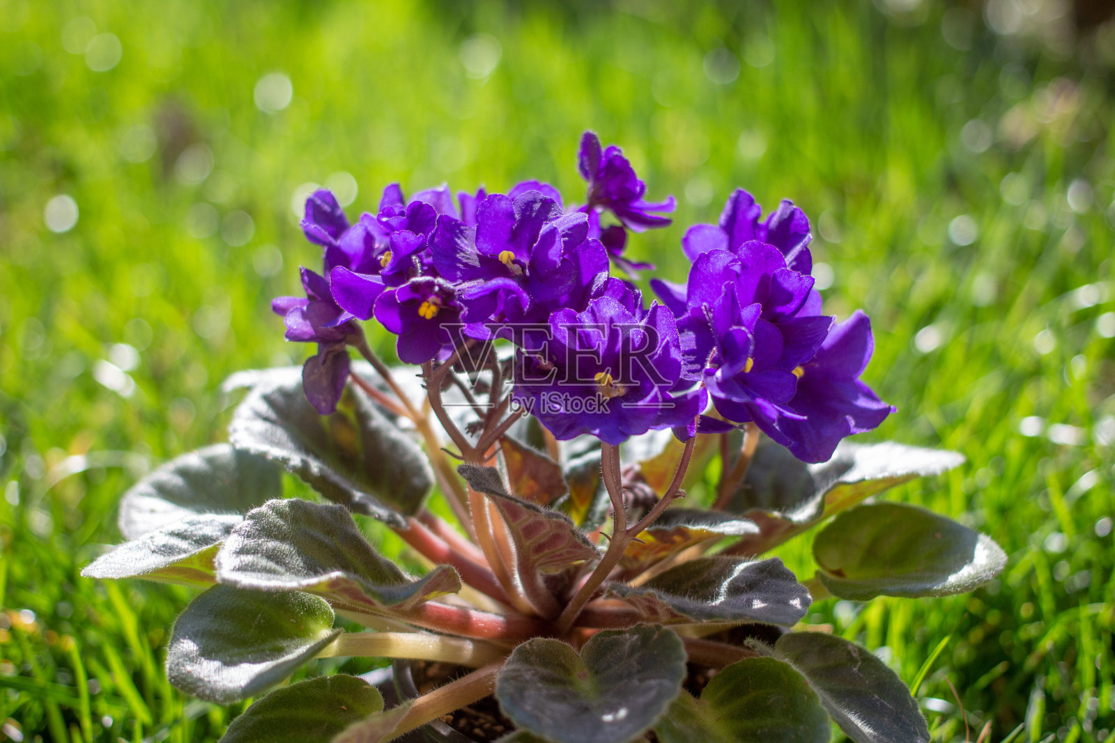 花盆里的非洲紫罗兰,微距图像照片摄影图片