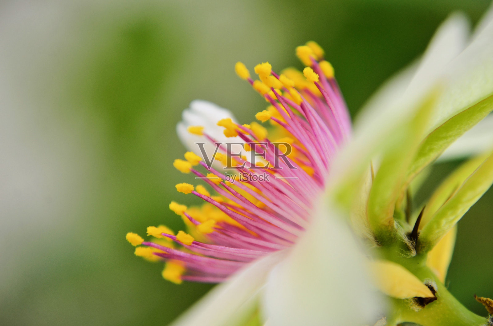 针叶睡莲深粉红色的花片照片摄影图片