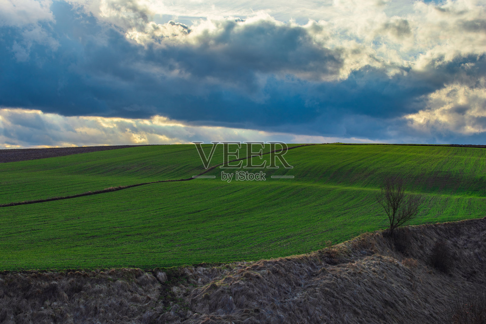 阳光明媚的日子里,农田里绿油油照片摄影图片
