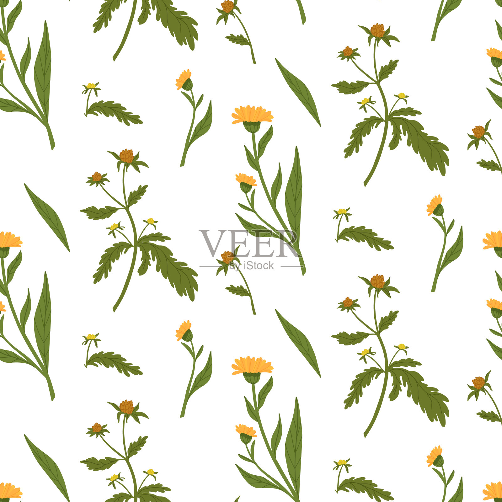 丰富的绿色无花纹与弦和金盏花。田野和野花插画图片素材