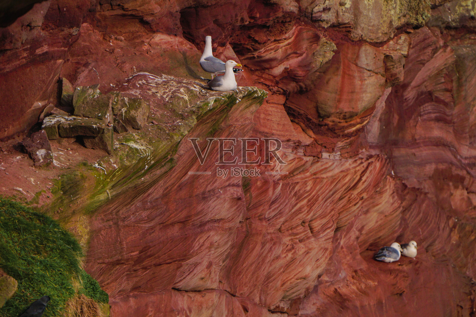 海鸥和管鼻藿照片摄影图片