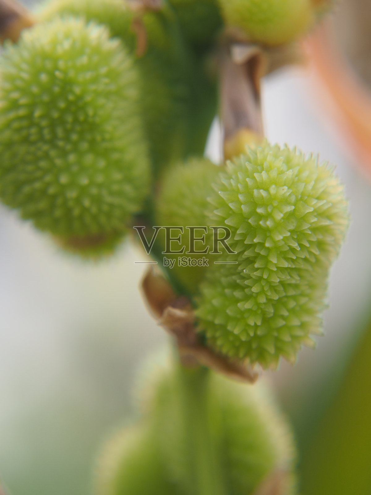 水果呈淡绿色和浅灰白色照片摄影图片