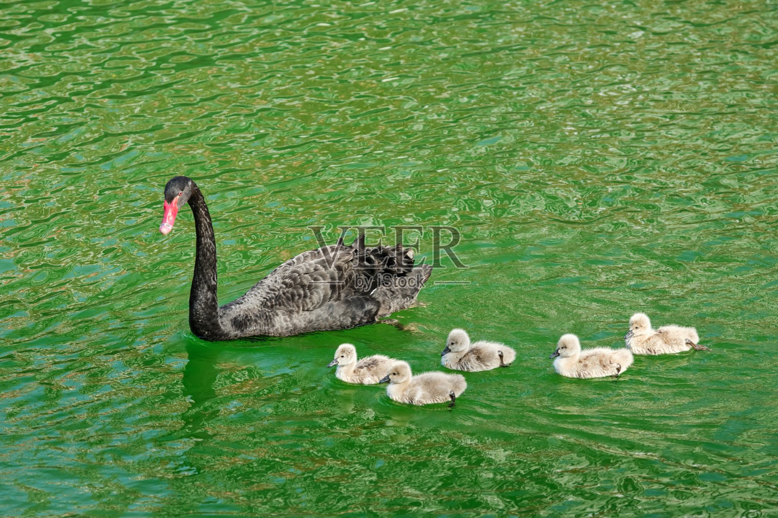 我们是一家人照片摄影图片