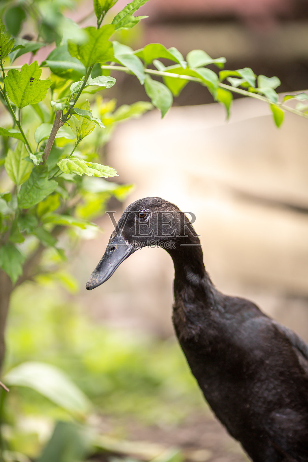 印度跑鸭,在花园里的农田动物照片摄影图片