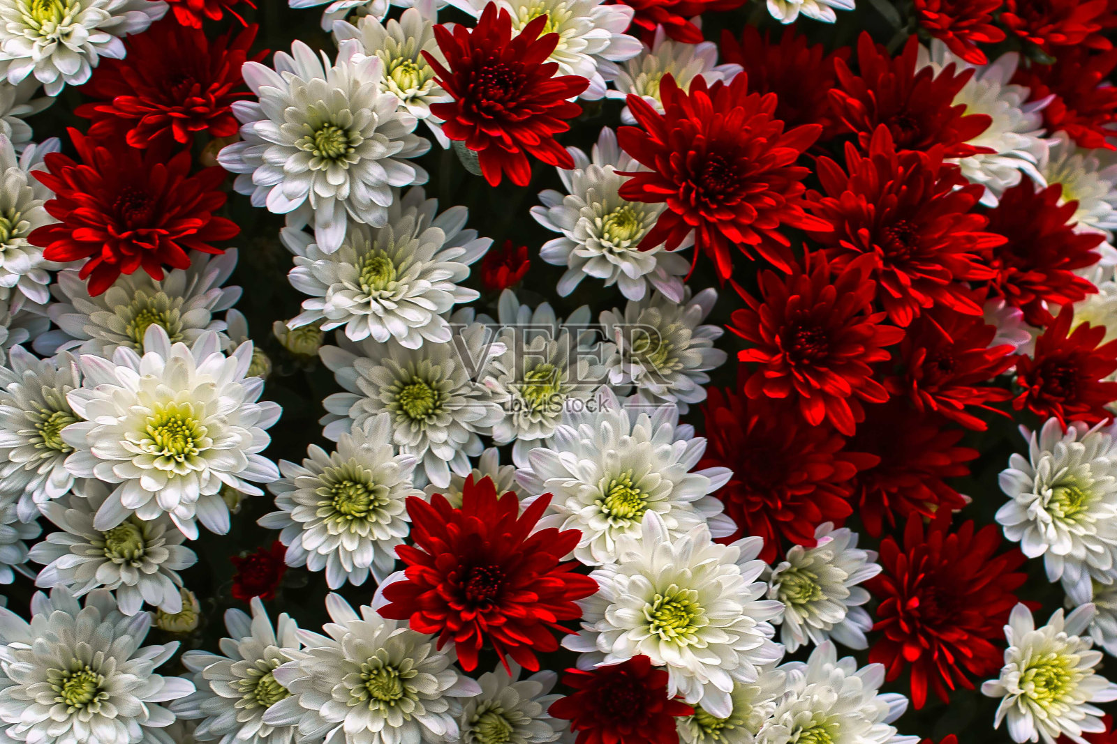 秋天百胜照片摄影图片