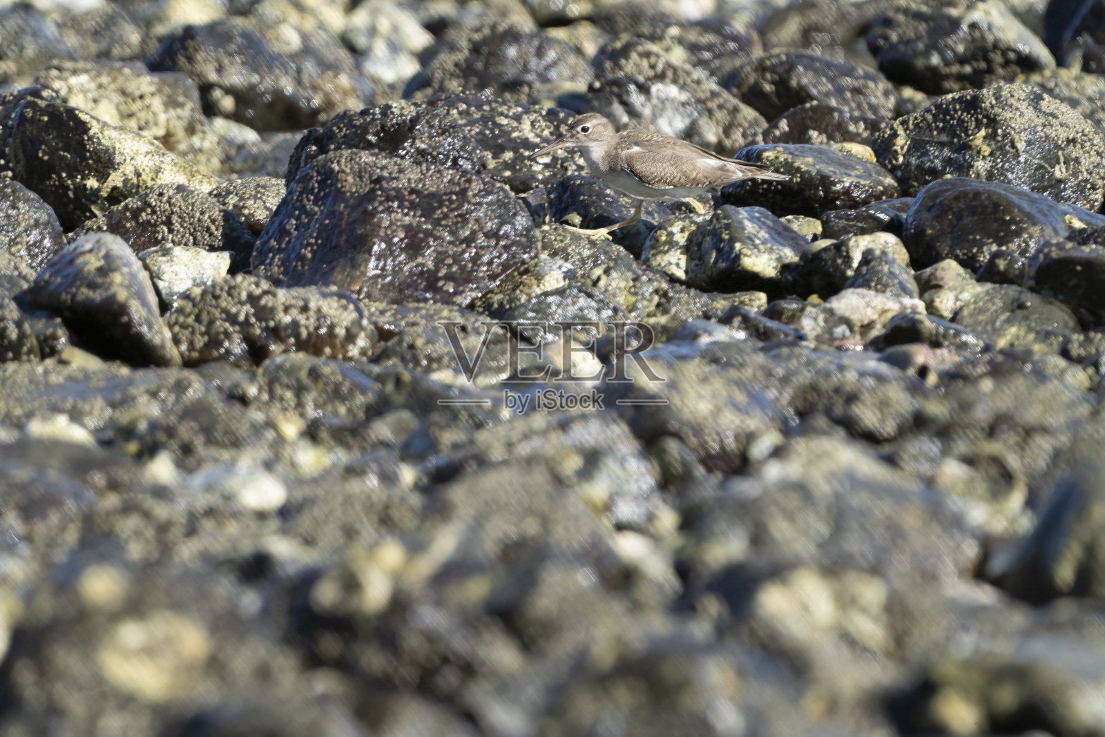 哥斯达黎加岩石覆盖的海滩上,一只穿着非繁殖羽毛的斑点矶鹬照片摄影图片