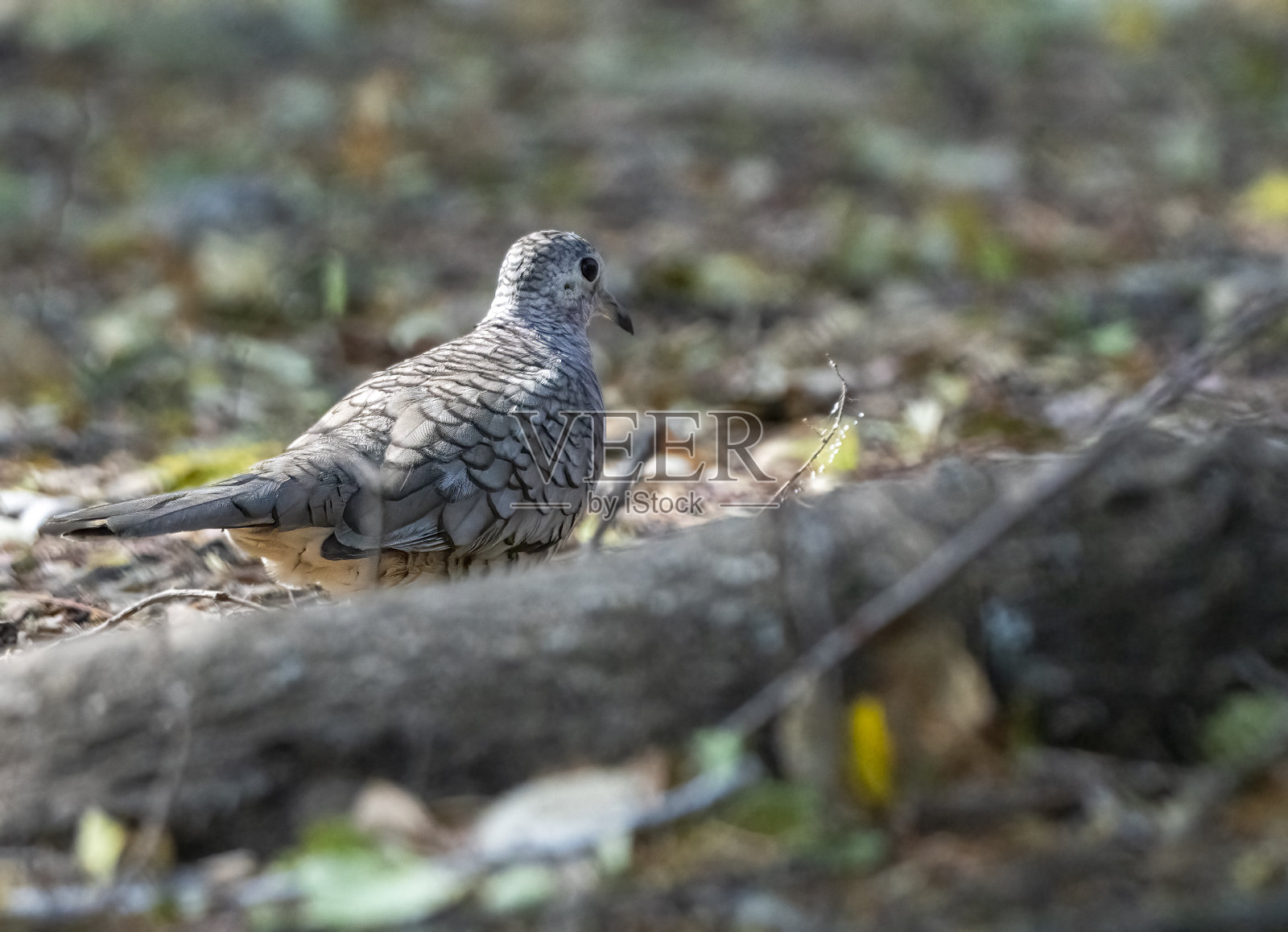 哥斯达黎加地面上的印加鸽子。照片摄影图片
