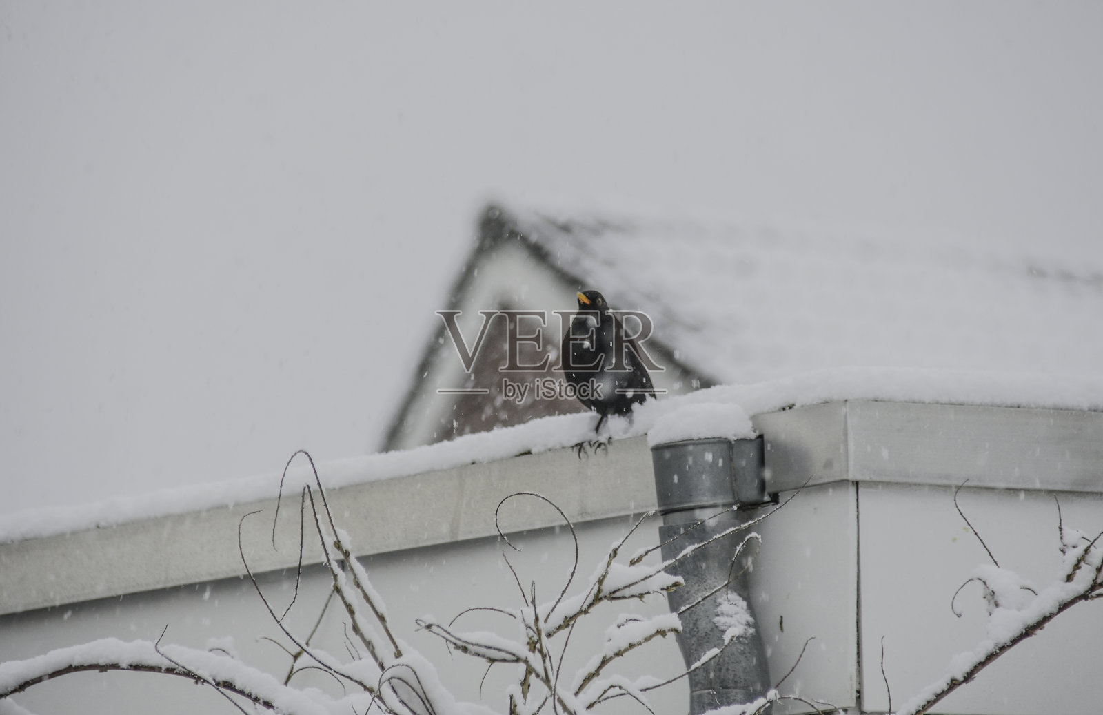 冬天的黑鸟照片摄影图片