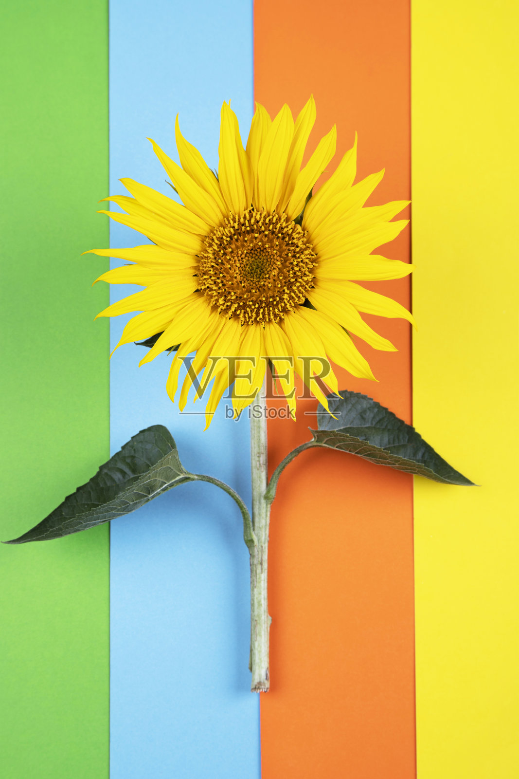 彩色背景上的向日葵照片摄影图片