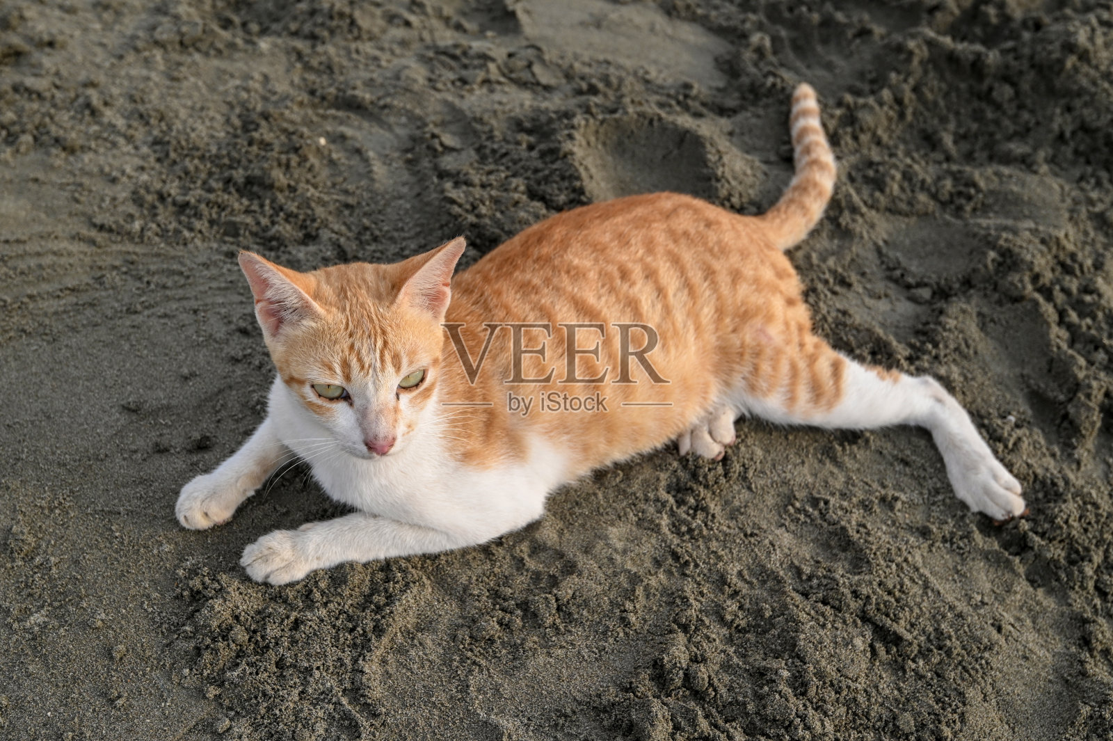 黄猫睡在沙滩上照片摄影图片